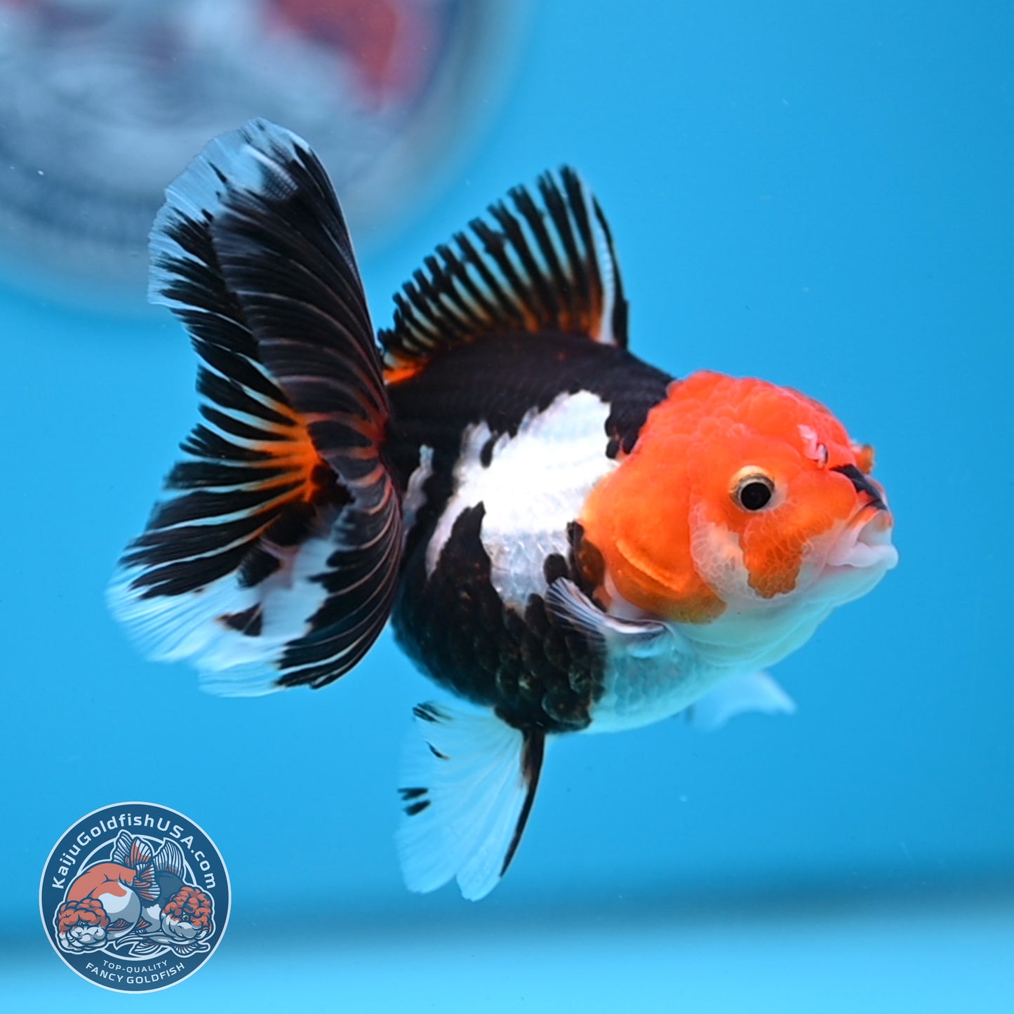 Tricolor Oranda 3 inches Body (250530_OR14)
