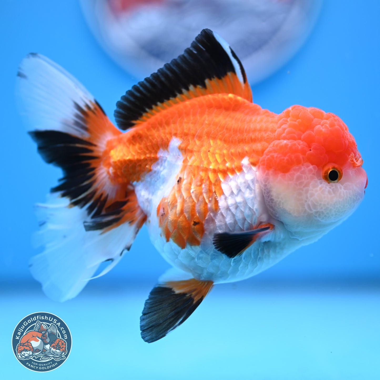 Tricolor Rose Tail Oranda 5 inches (241025_OR14) - Kaiju Goldfish USA