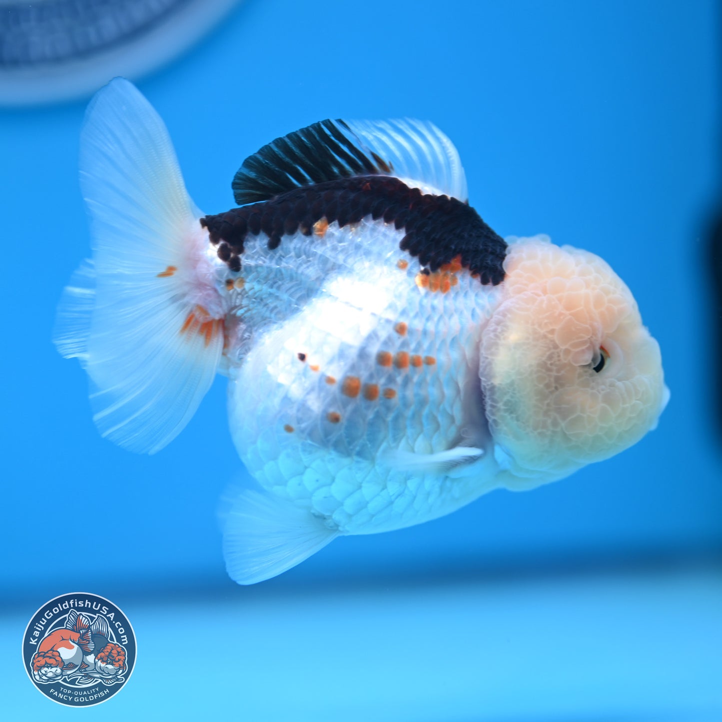 Tricolor Oranda 3.5-4.5 inches (241004_OR14) - Kaiju Goldfish USA