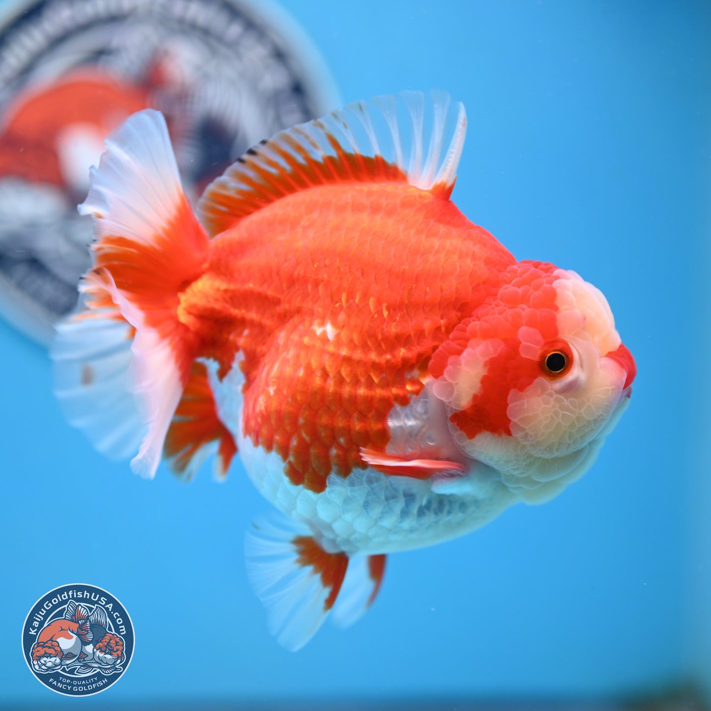 Jumbo Red White YuanBao Oranda 5 inches Body - Female (250214_OR14)