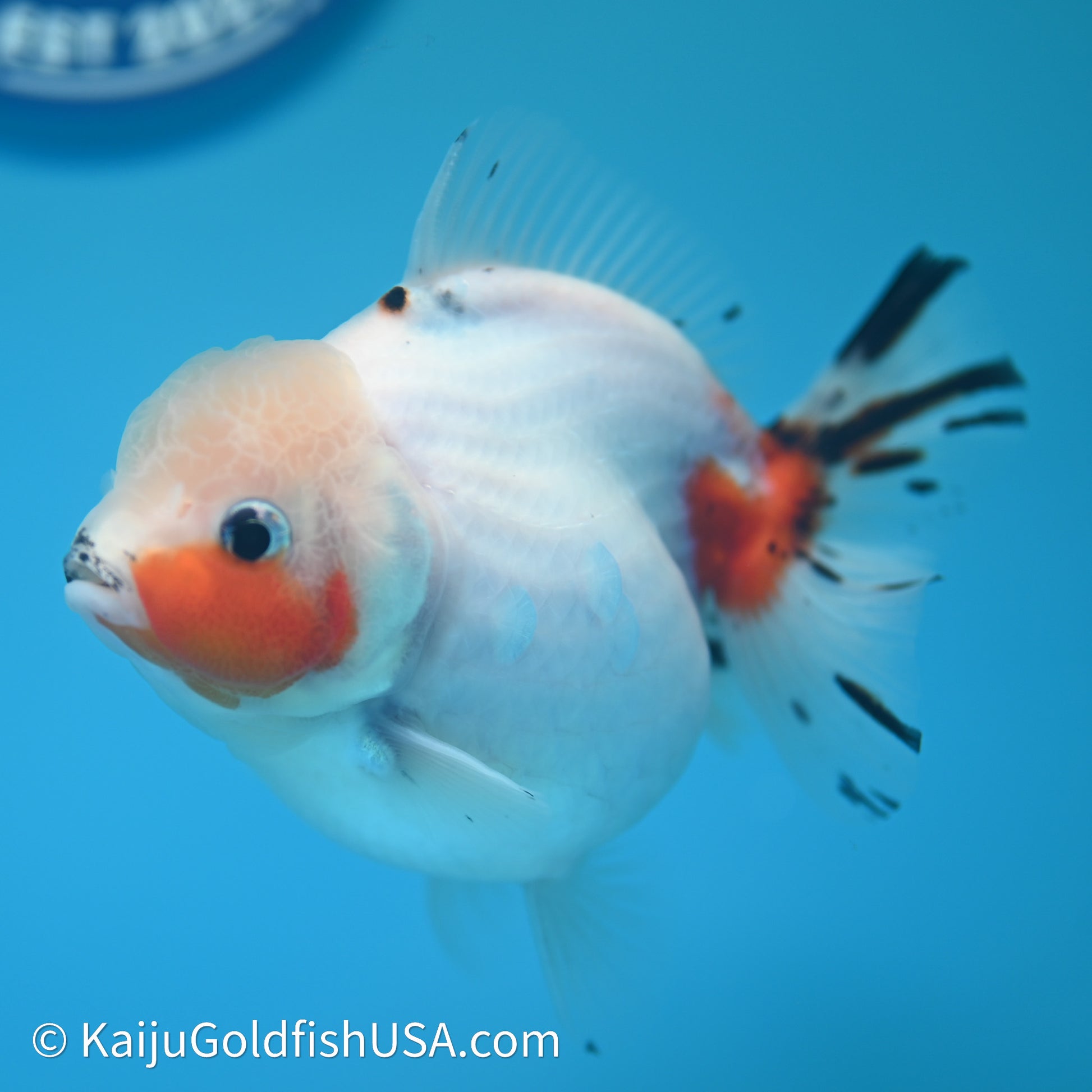 Shogun Godzilla Calico Oranda 3.75in Body (240614_OR14) - Kaiju Goldfish USA