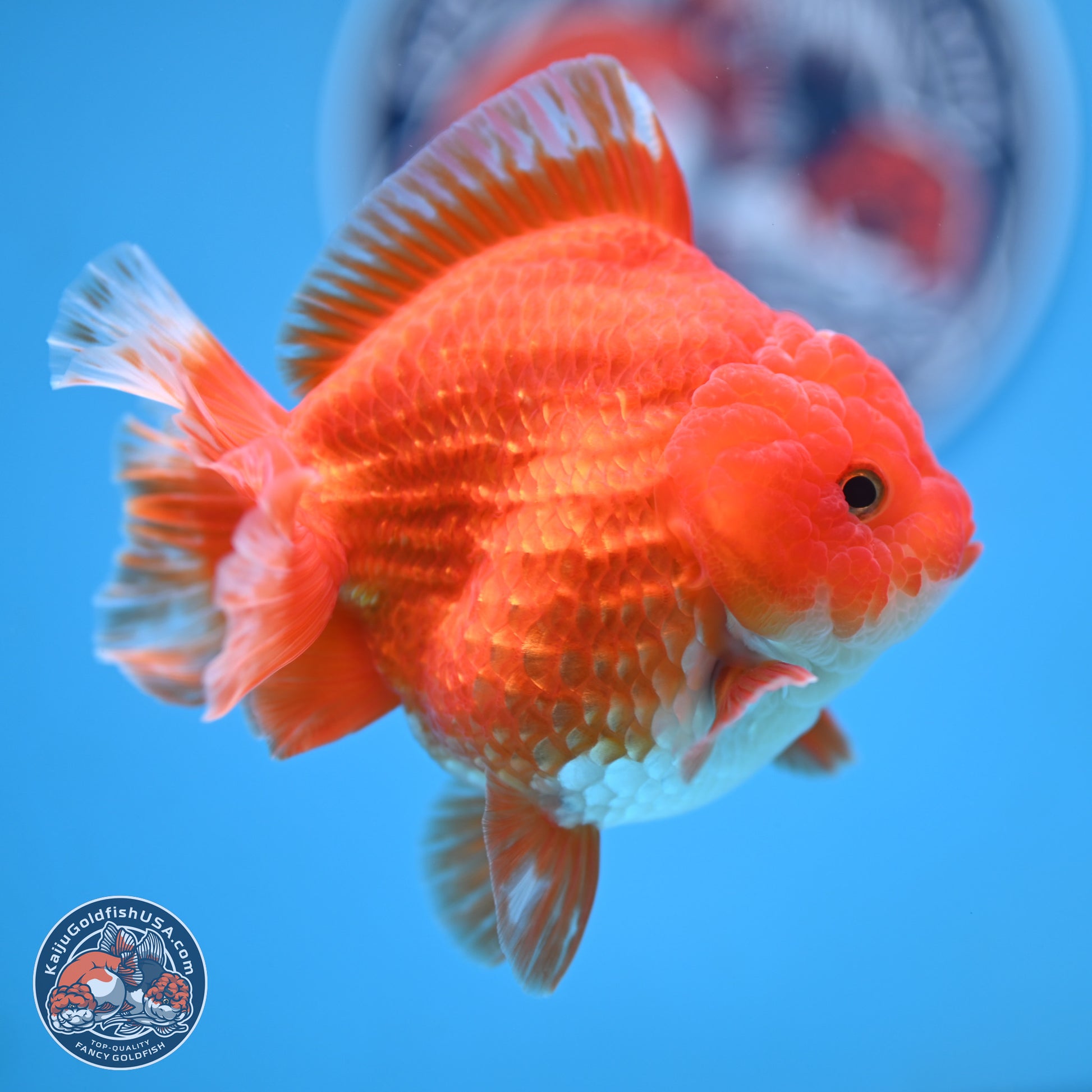 Red White YuanBao Oranda 3.5 inches Body - Female (250103_OR14) - Kaiju Goldfish USA