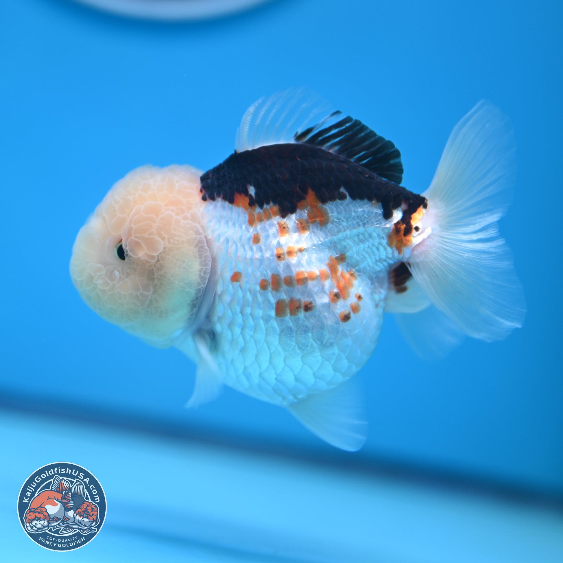 Tricolor Oranda 3.5-4.5 inches (241004_OR14) - Kaiju Goldfish USA