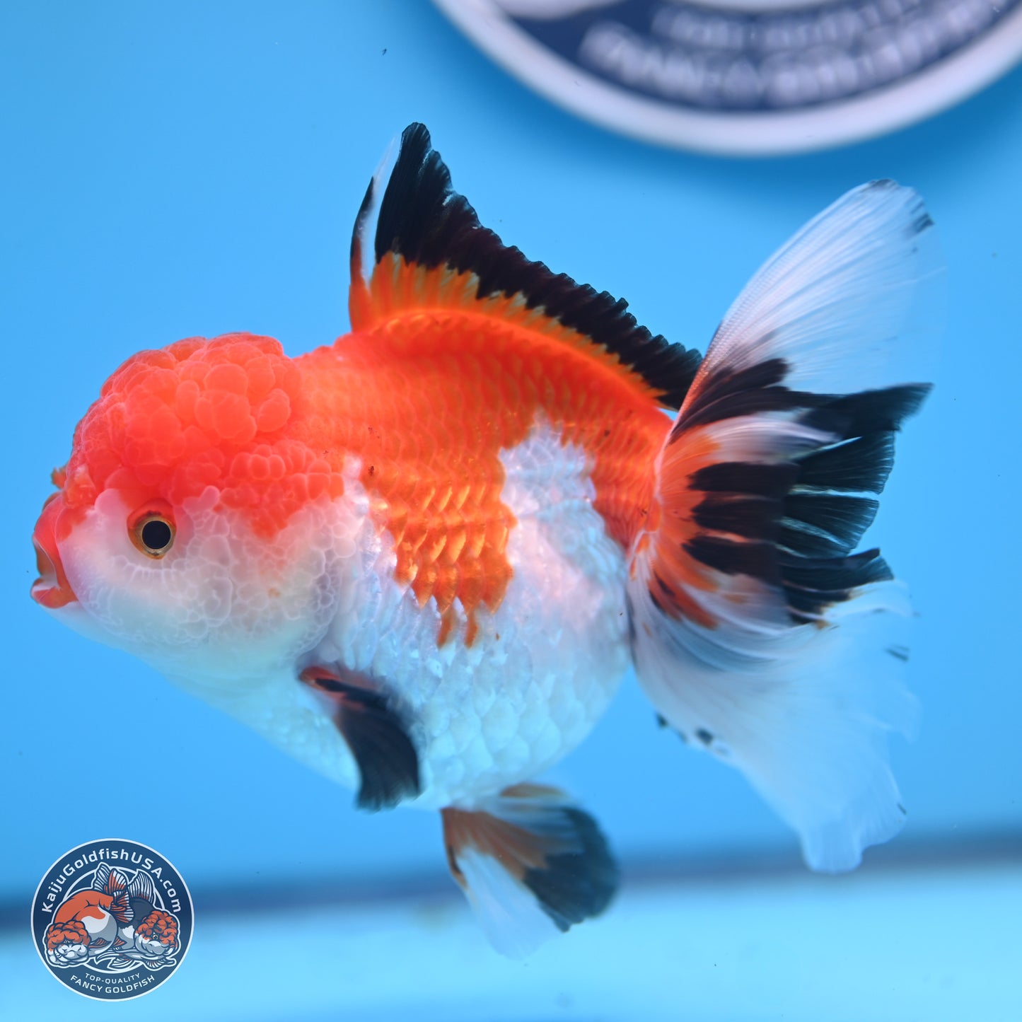 Tricolor Rose Tail Oranda 5 inches (241025_OR14) - Kaiju Goldfish USA