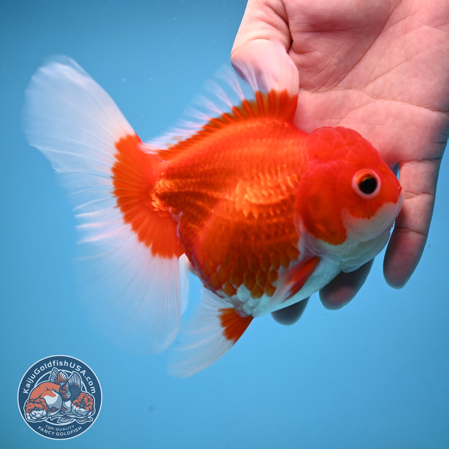 Red White Rose Tail Oranda 4 inch Body (251003_OR14)