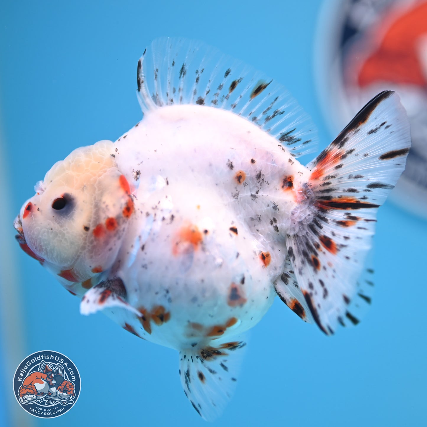 Shogun Calico Oranda 3.75 inches Body - Female (250131_OR14)