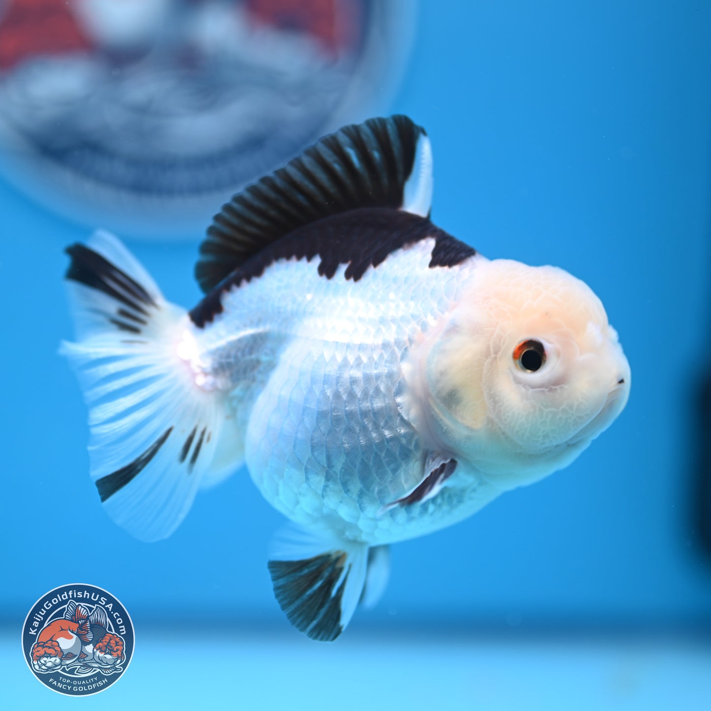 Panda Oranda 3.5-4.5 inches (240913_OR14) - Kaiju Goldfish USA