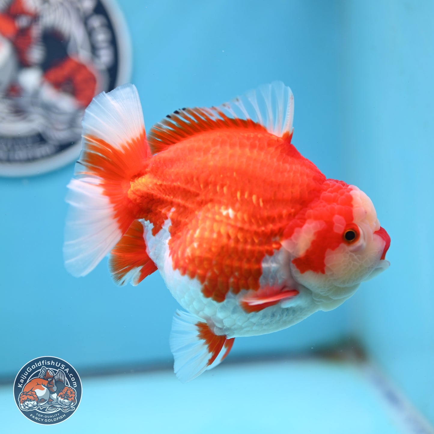 Jumbo Red White YuanBao Oranda 5 inches Body - Female (250214_OR14)