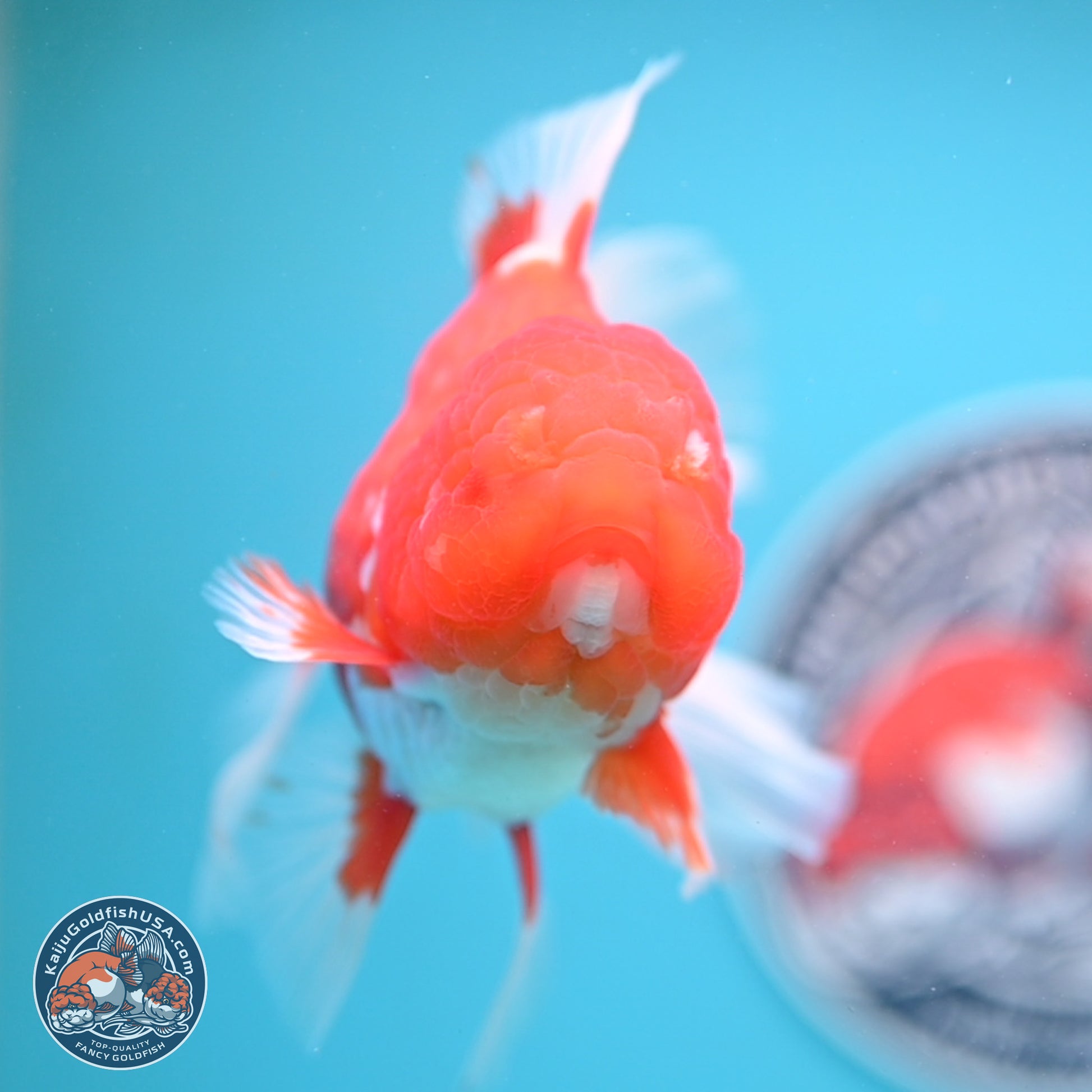 Red White Rose Tail Oranda 4-6.5 inches (240906_OR14) - Kaiju Goldfish USA