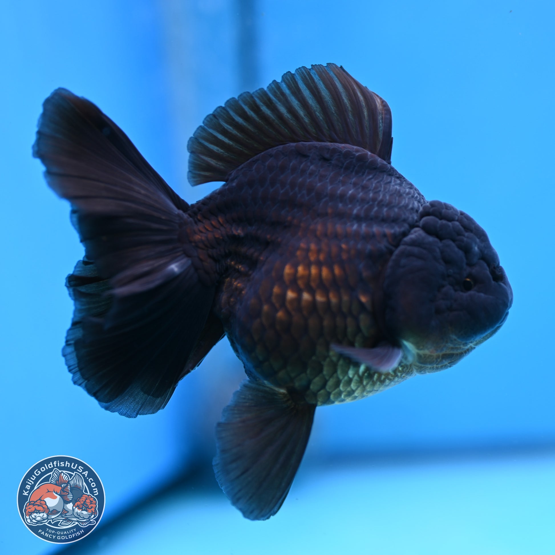 Jet Black Rose Tail Oranda 4.5 inches - Female (241129_OR14) - Kaiju Goldfish USA