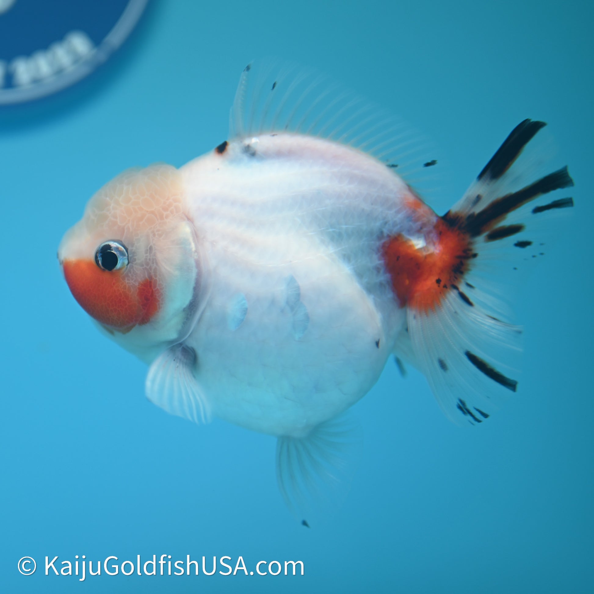 Shogun Godzilla Calico Oranda 3.75in Body (240614_OR14) - Kaiju Goldfish USA