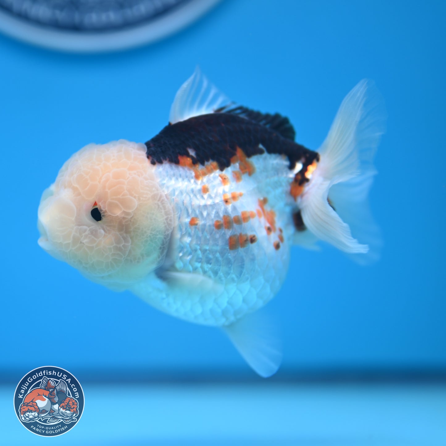 Tricolor Oranda 3.5-4.5 inches (241004_OR14) - Kaiju Goldfish USA