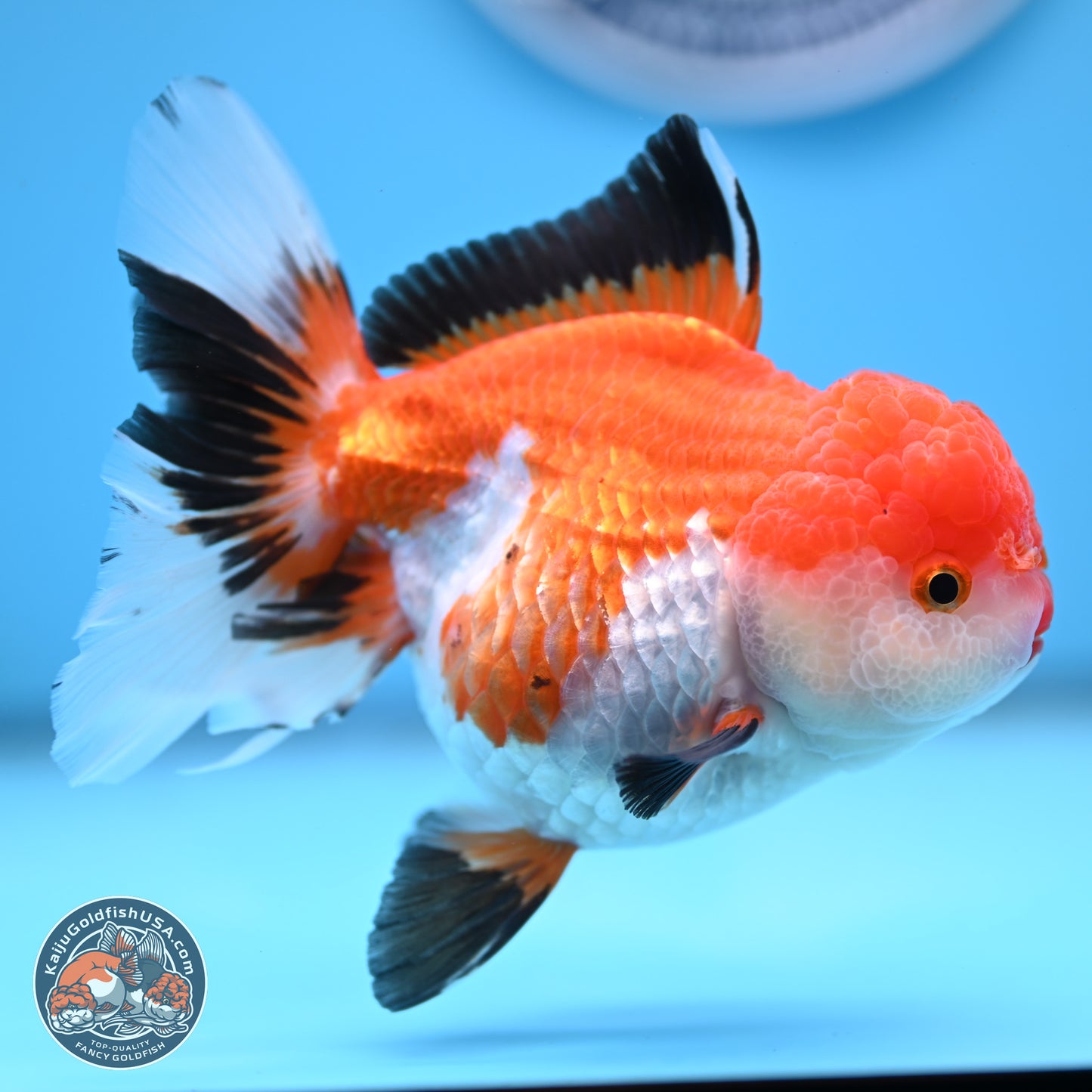 Tricolor Rose Tail Oranda 5 inches (241025_OR14) - Kaiju Goldfish USA