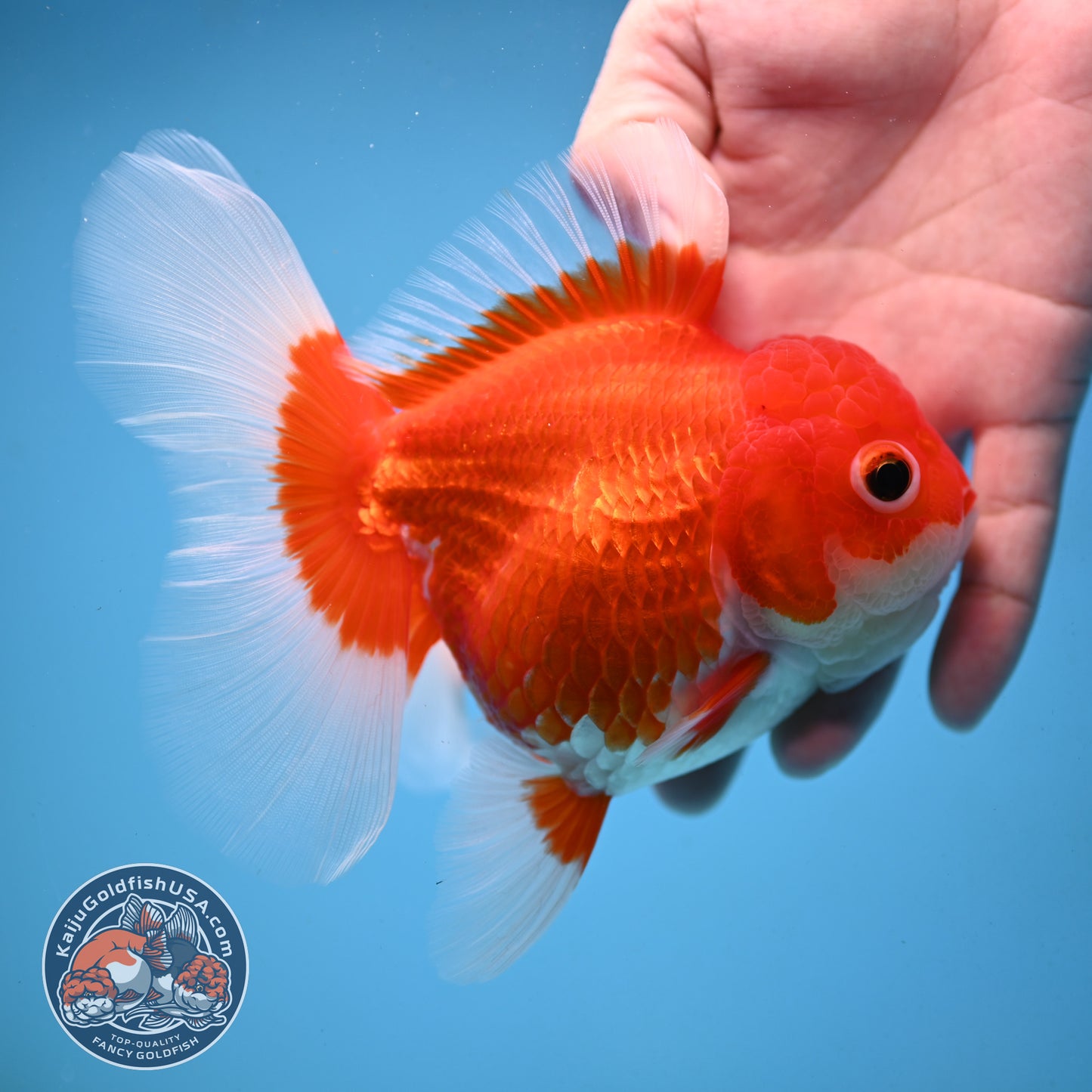 Red White Rose Tail Oranda 4 inch Body (251003_OR14)