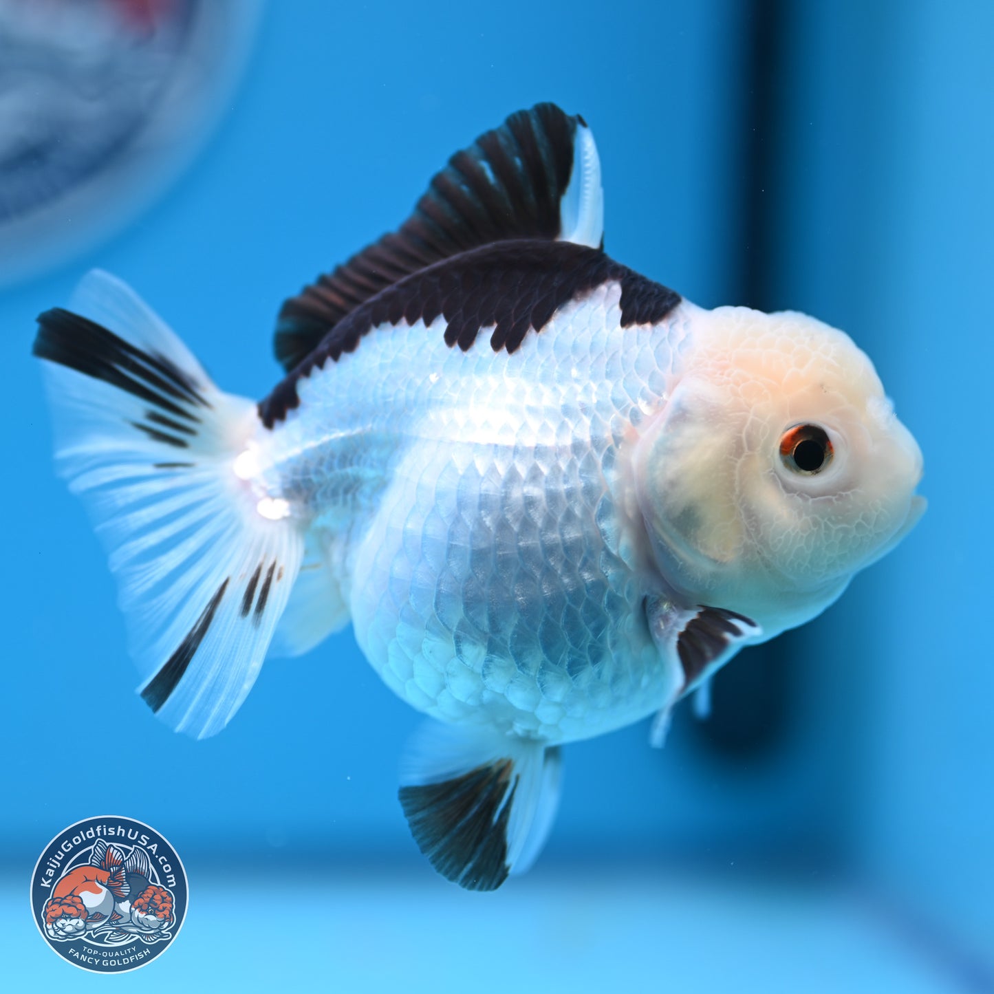 Panda Oranda 3.5-4.5 inches (240913_OR14) - Kaiju Goldfish USA