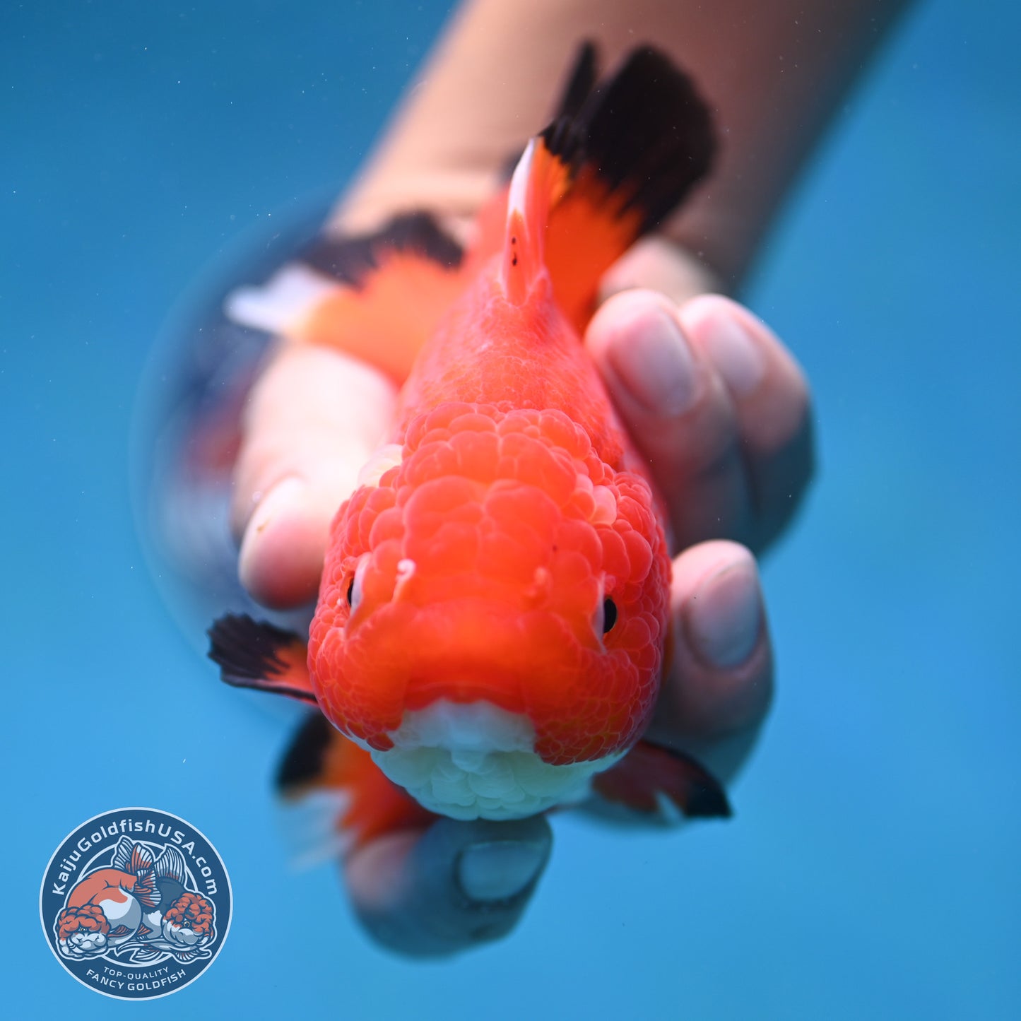 Red White Oranda 4.5 inch Body (250912_OR14)