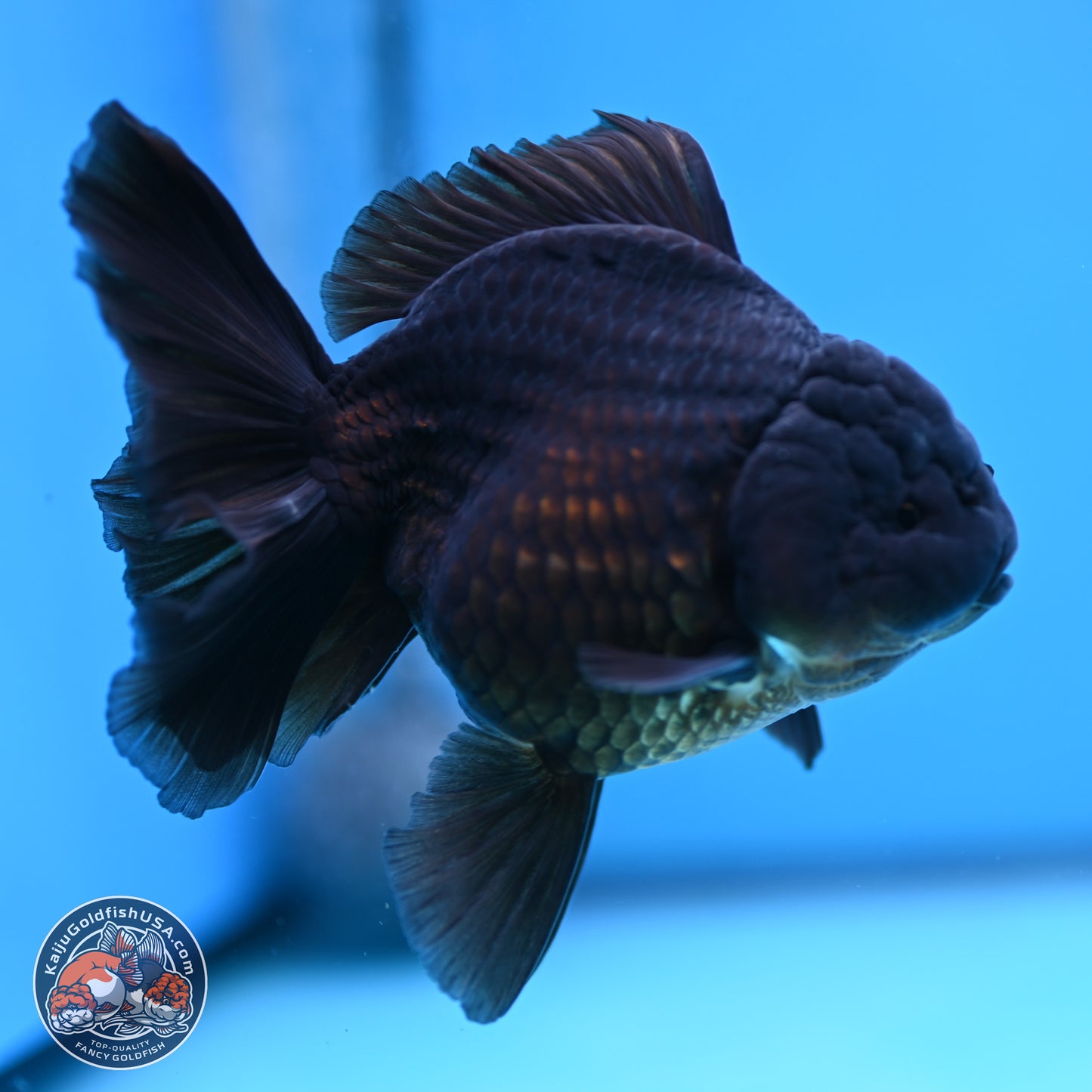 Jet Black Rose Tail Oranda 4.5 inches - Female (241129_OR14) - Kaiju Goldfish USA