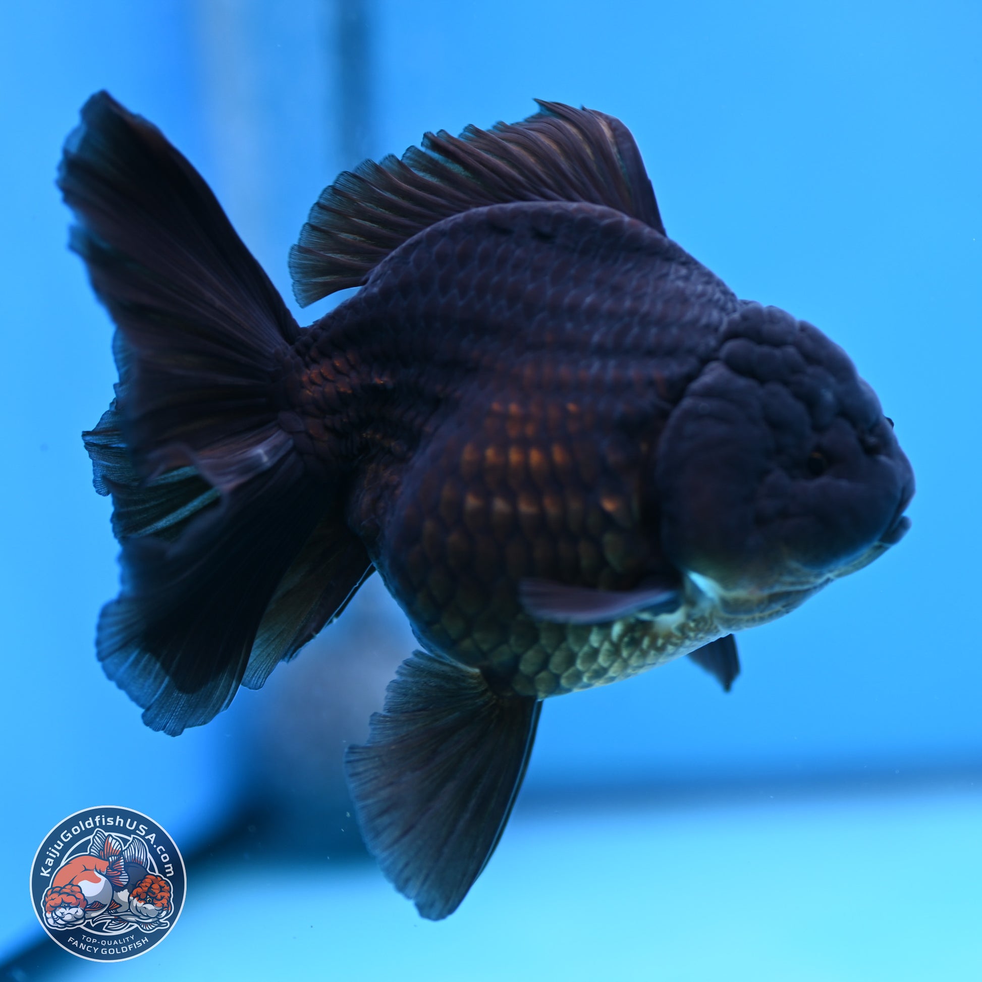 Jet Black Rose Tail Oranda 4.5 inches - Female (241129_OR14) - Kaiju Goldfish USA