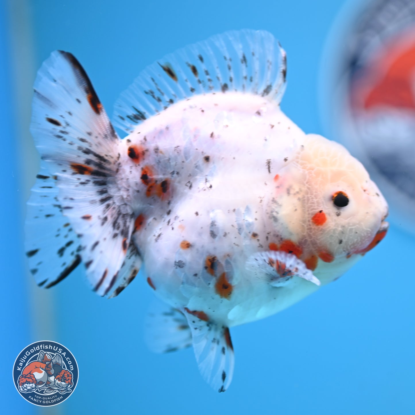 Shogun Calico Oranda 3.75 inches Body - Female (250131_OR14)