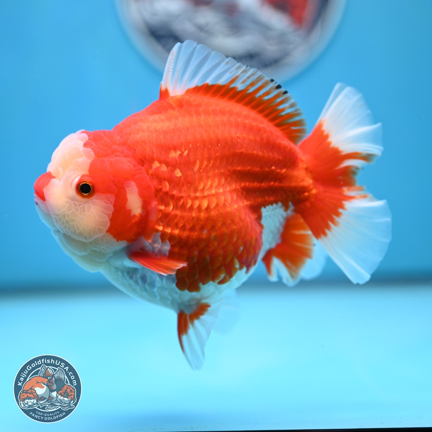 Jumbo Red White YuanBao Oranda 5 inches Body - Female (250214_OR14)