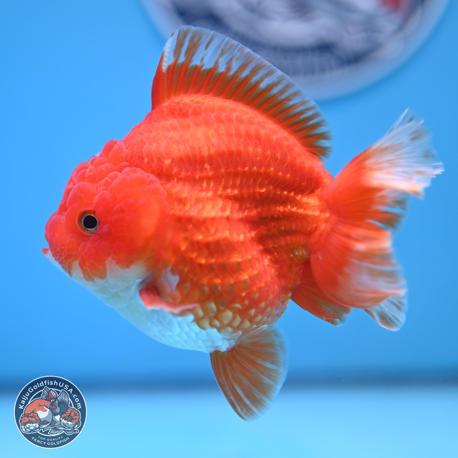 Red White YuanBao Oranda 3.5 inches Body - Female (250103_OR14) - Kaiju Goldfish USA