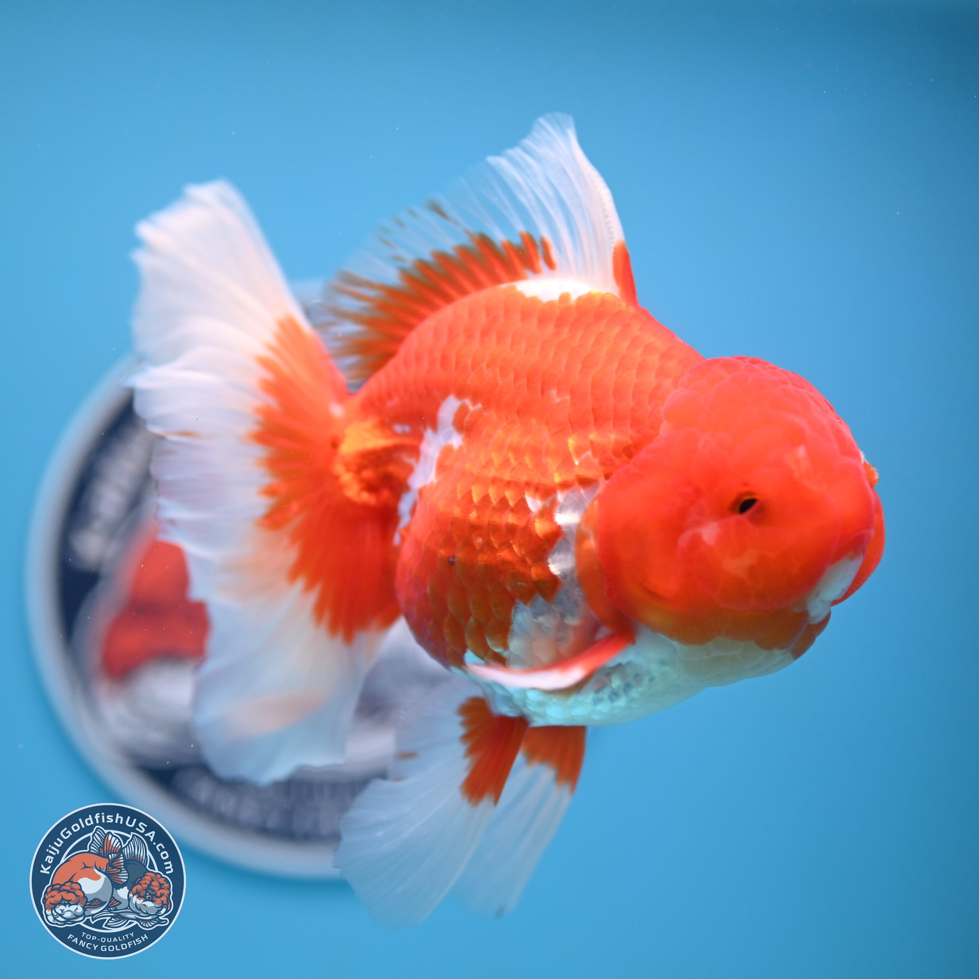 Red White Rose Tail Oranda 4-6.5 inches (240906_OR14) - Kaiju Goldfish USA