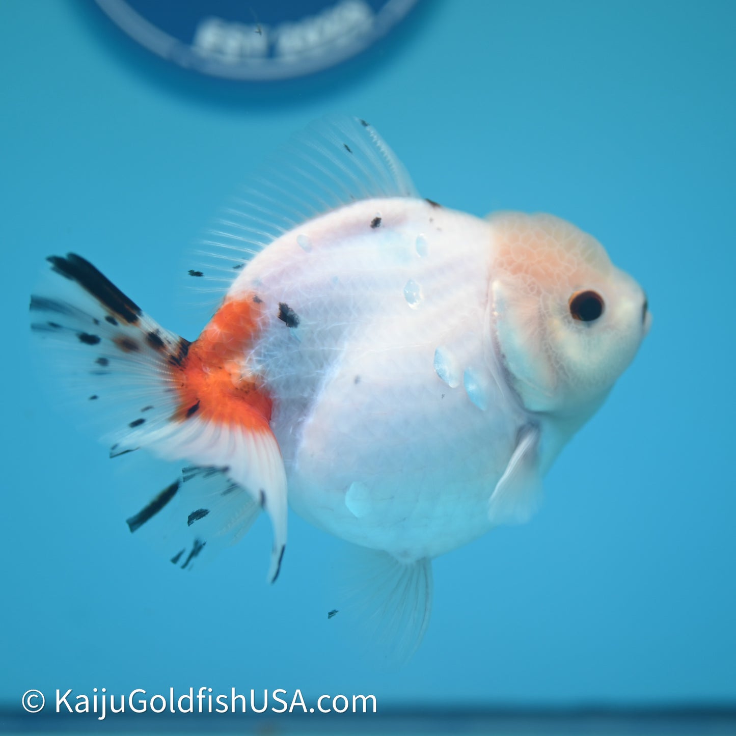 Shogun Godzilla Calico Oranda 3.75in Body (240614_OR14) - Kaiju Goldfish USA