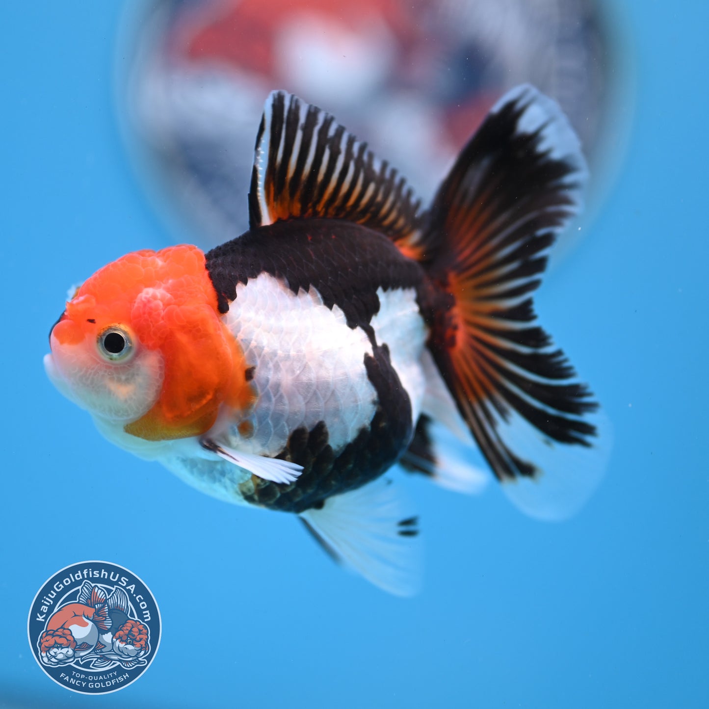 Tricolor Oranda 3 inches Body (250530_OR14)