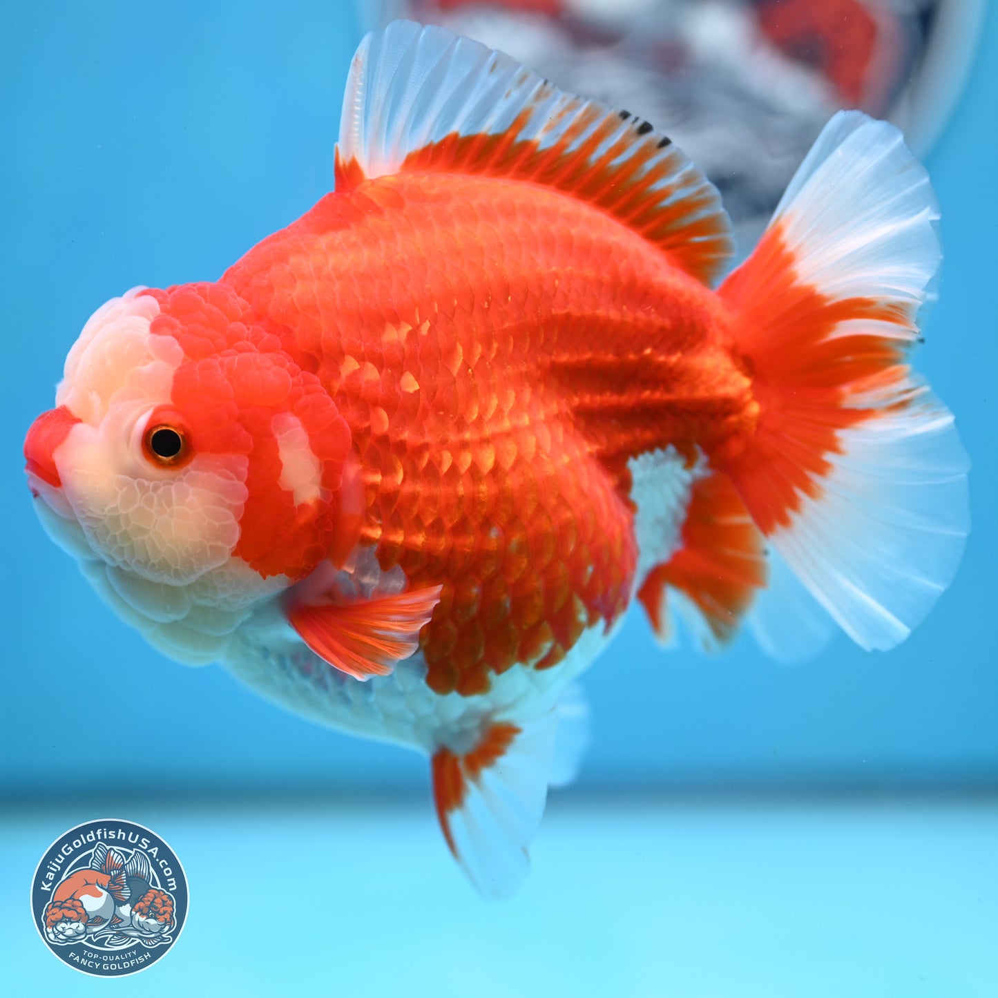 Jumbo Red White YuanBao Oranda 5 inches Body - Female (250214_OR14)