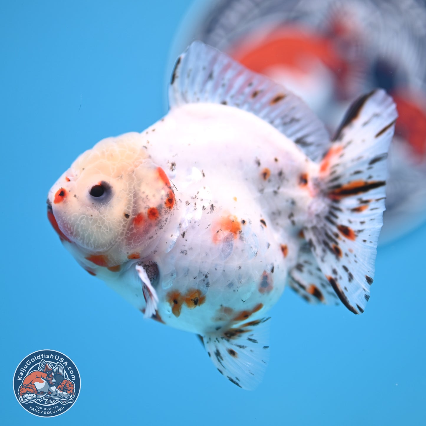 Shogun Calico Oranda 3.75 inches Body - Female (250131_OR14)