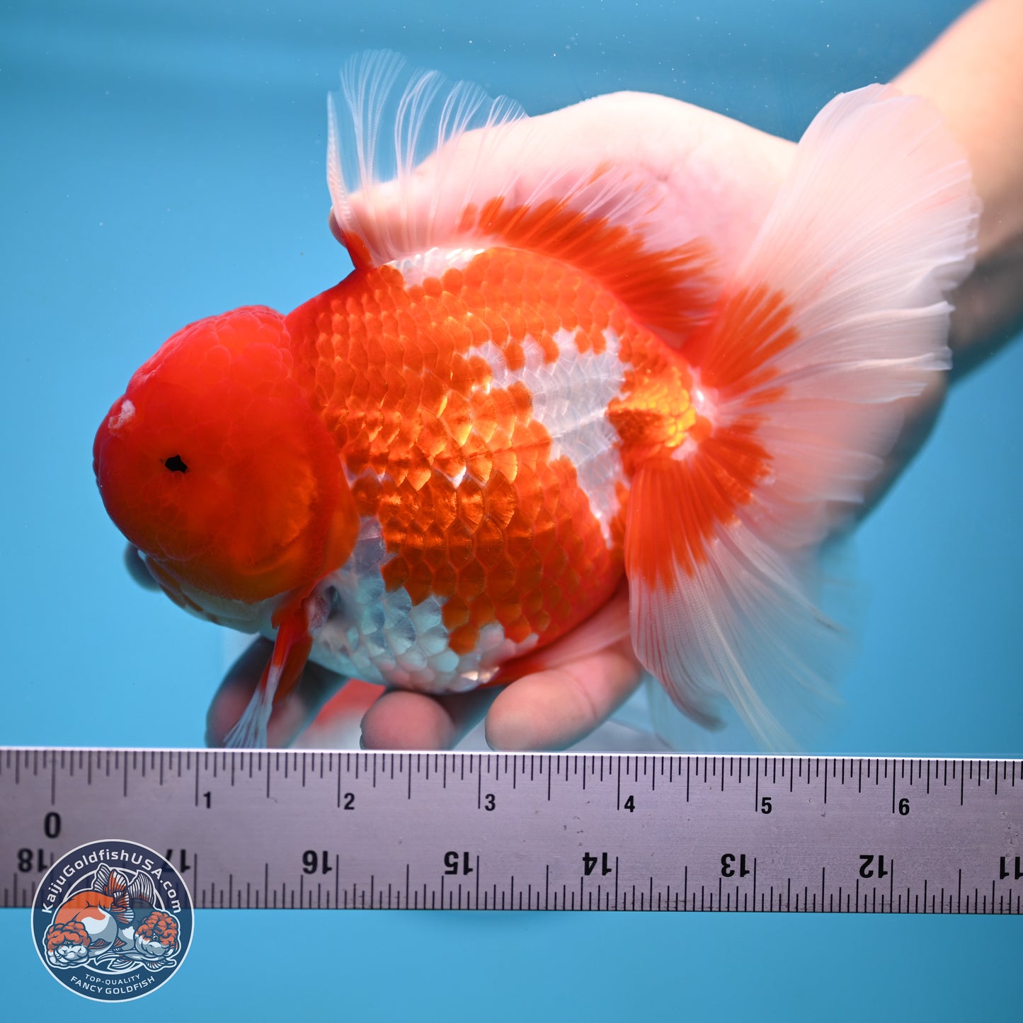 Red White Rose Tail Oranda 4-6.5 inches (240906_OR14) - Kaiju Goldfish USA