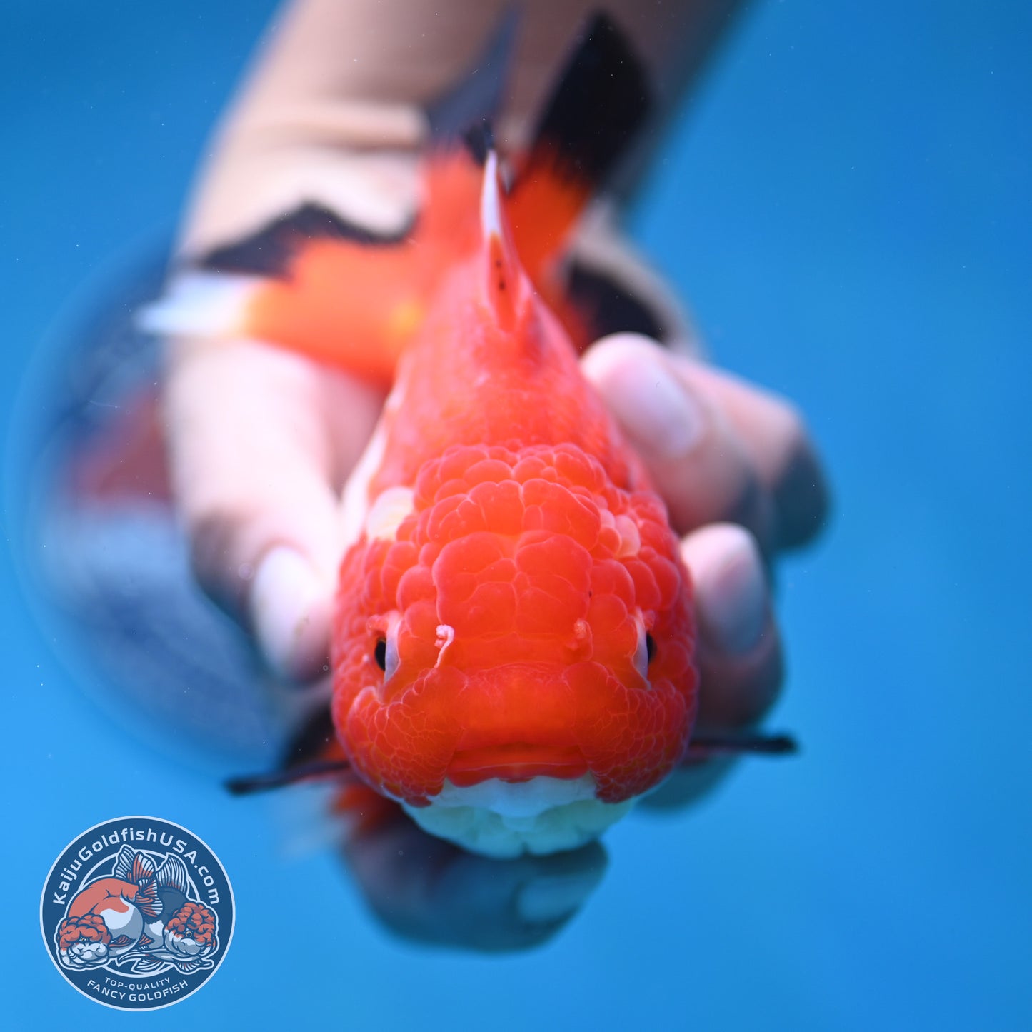 Red White Oranda 4.5 inch Body (250912_OR14)