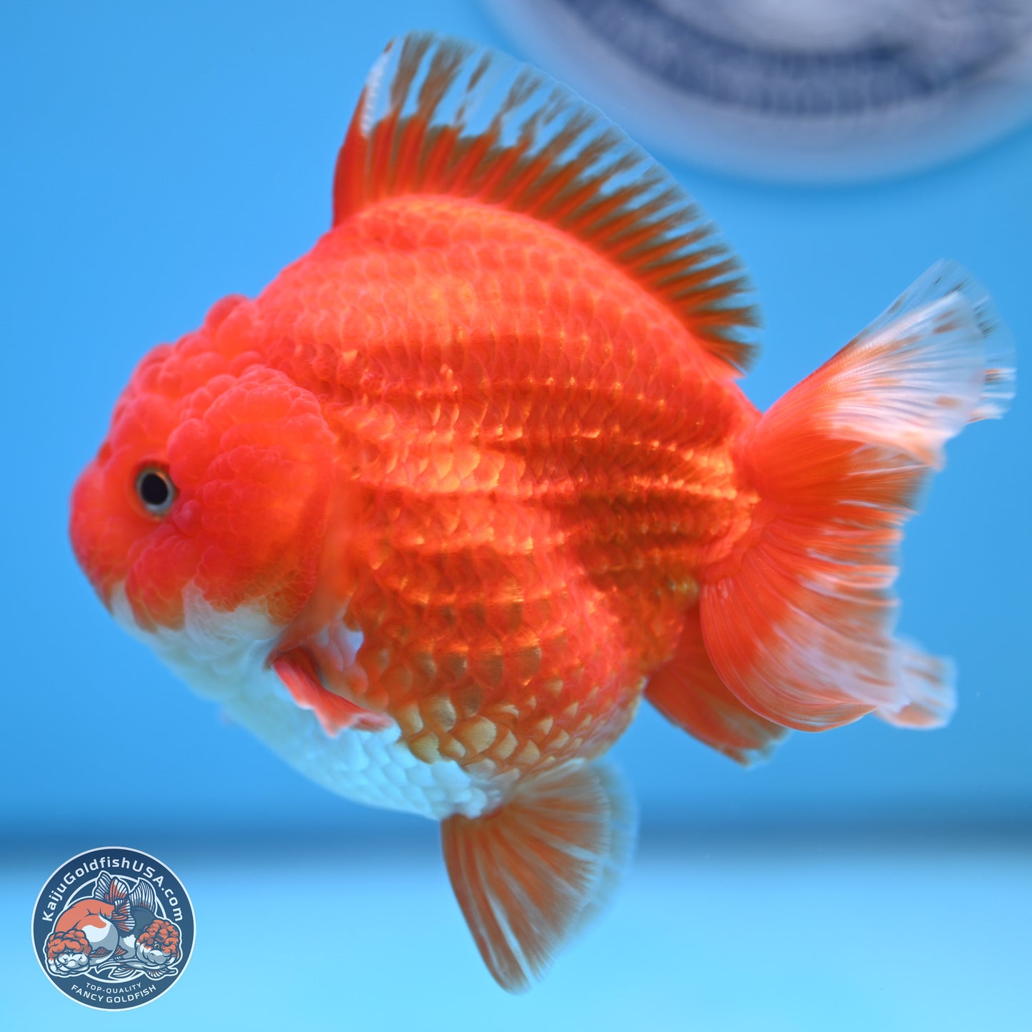 Red White YuanBao Oranda 3.5 inches Body - Female (250103_OR14) - Kaiju Goldfish USA