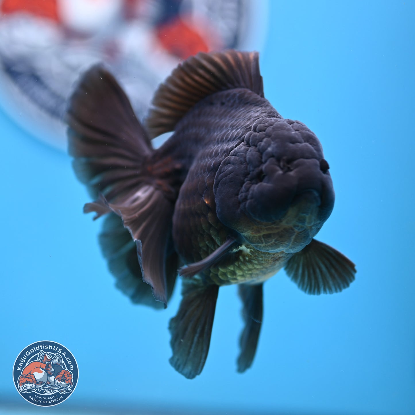 Jet Black Rose Tail Oranda 4.5 inches - Female (241129_OR14) - Kaiju Goldfish USA