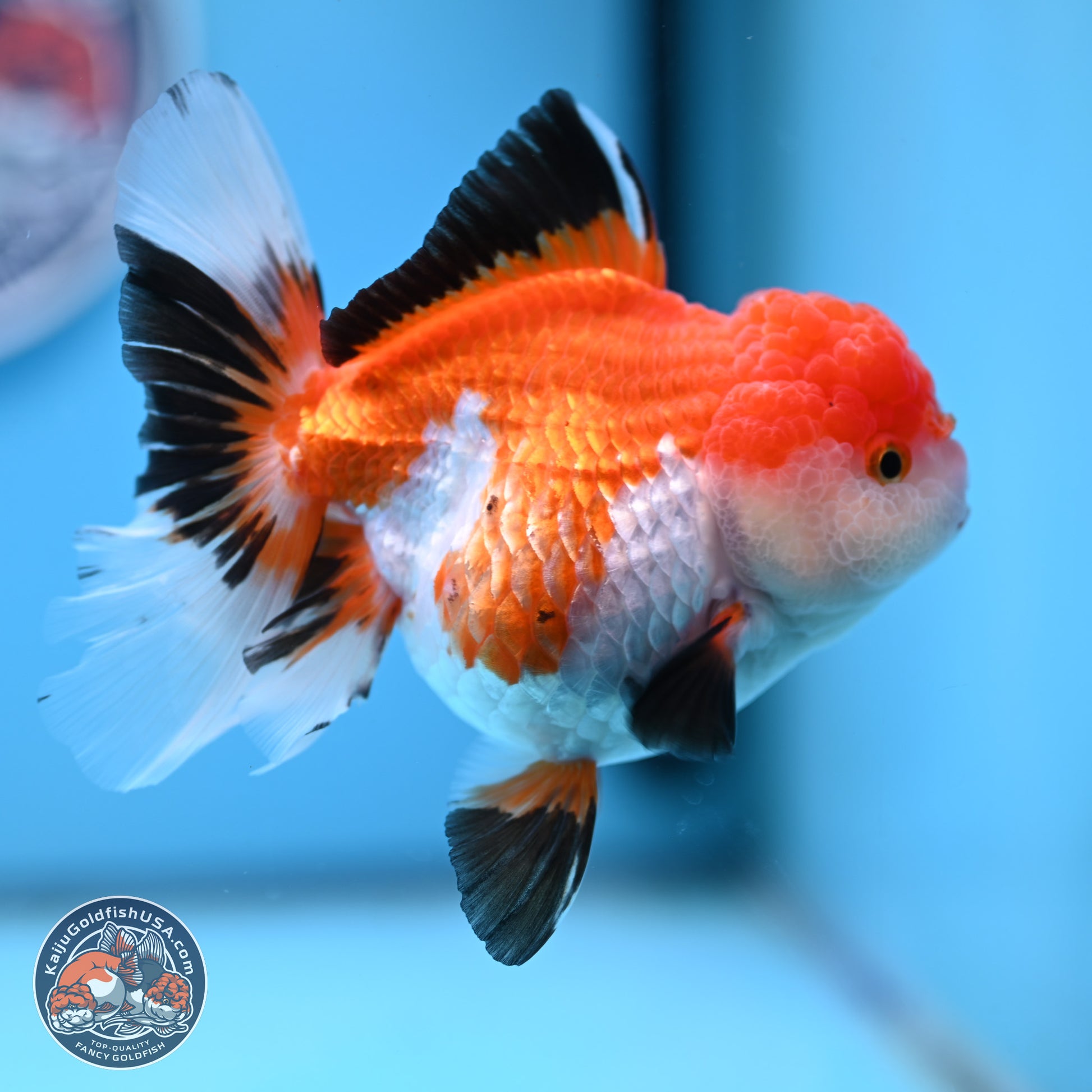 Tricolor Rose Tail Oranda 5 inches (241025_OR14) - Kaiju Goldfish USA