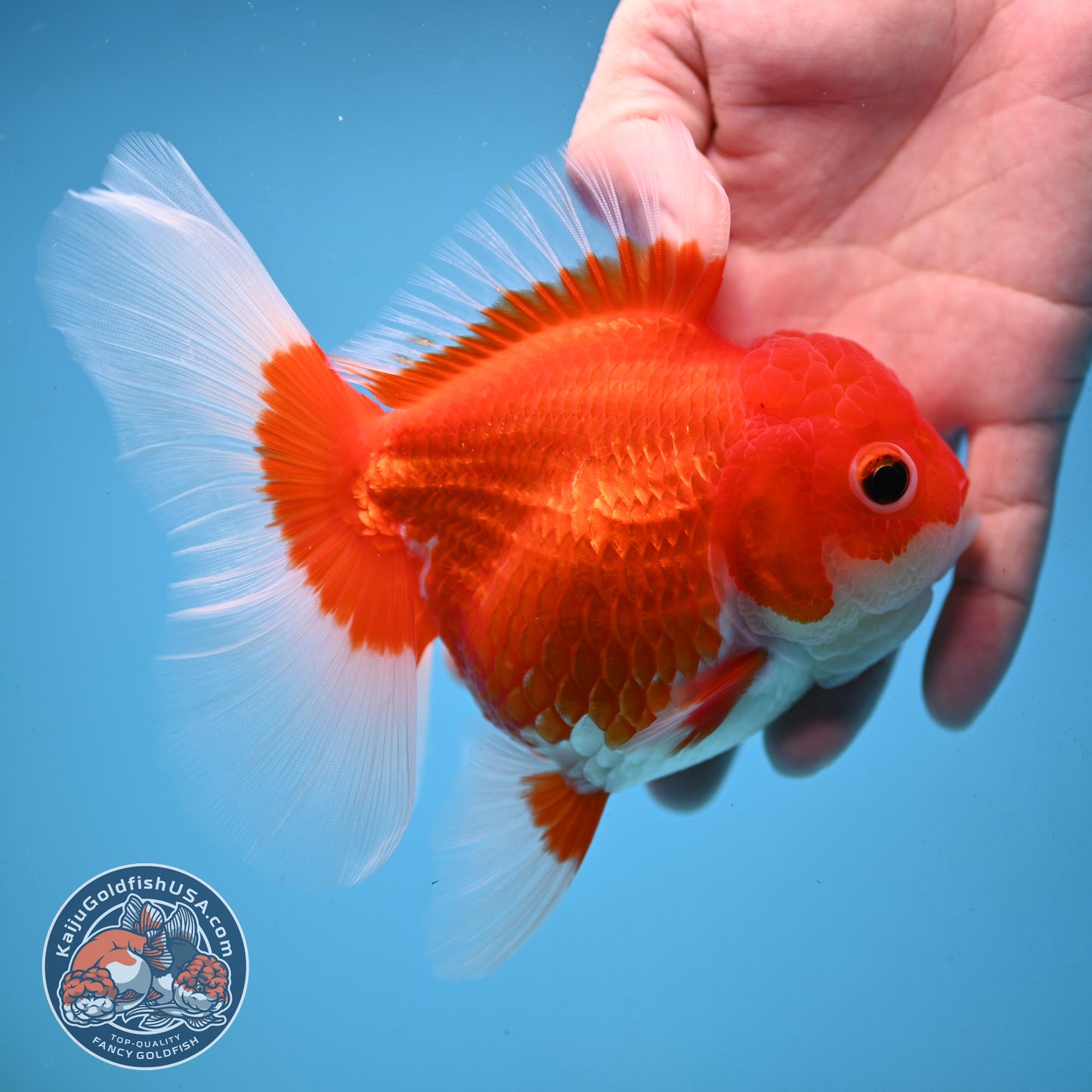 Red White Rose Tail Oranda 4 inch Body (251003_OR14)