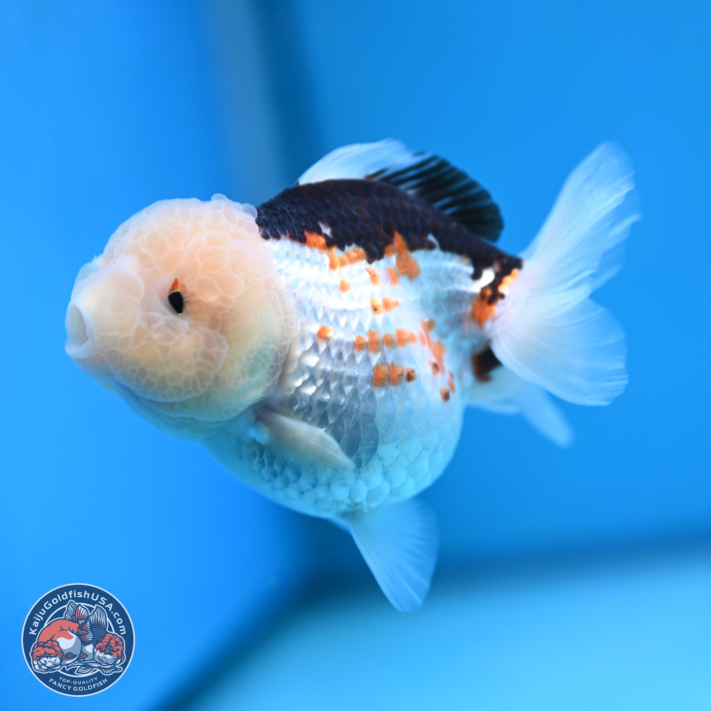 Tricolor Oranda 3.5-4.5 inches (241004_OR14) - Kaiju Goldfish USA