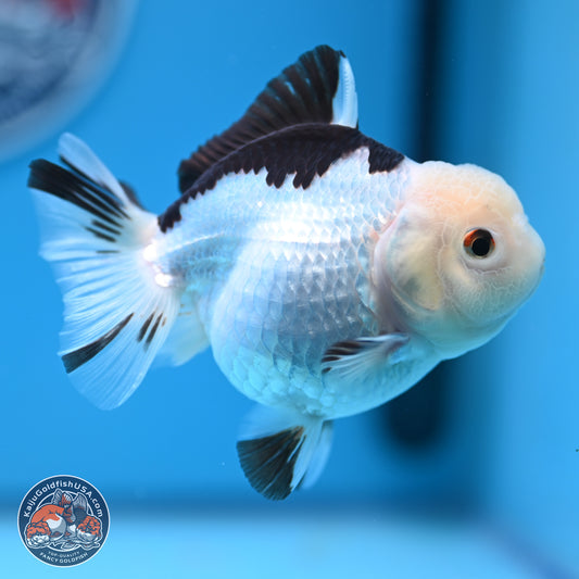 Panda Oranda 3.5-4.5 inches (240913_OR14) - Kaiju Goldfish USA