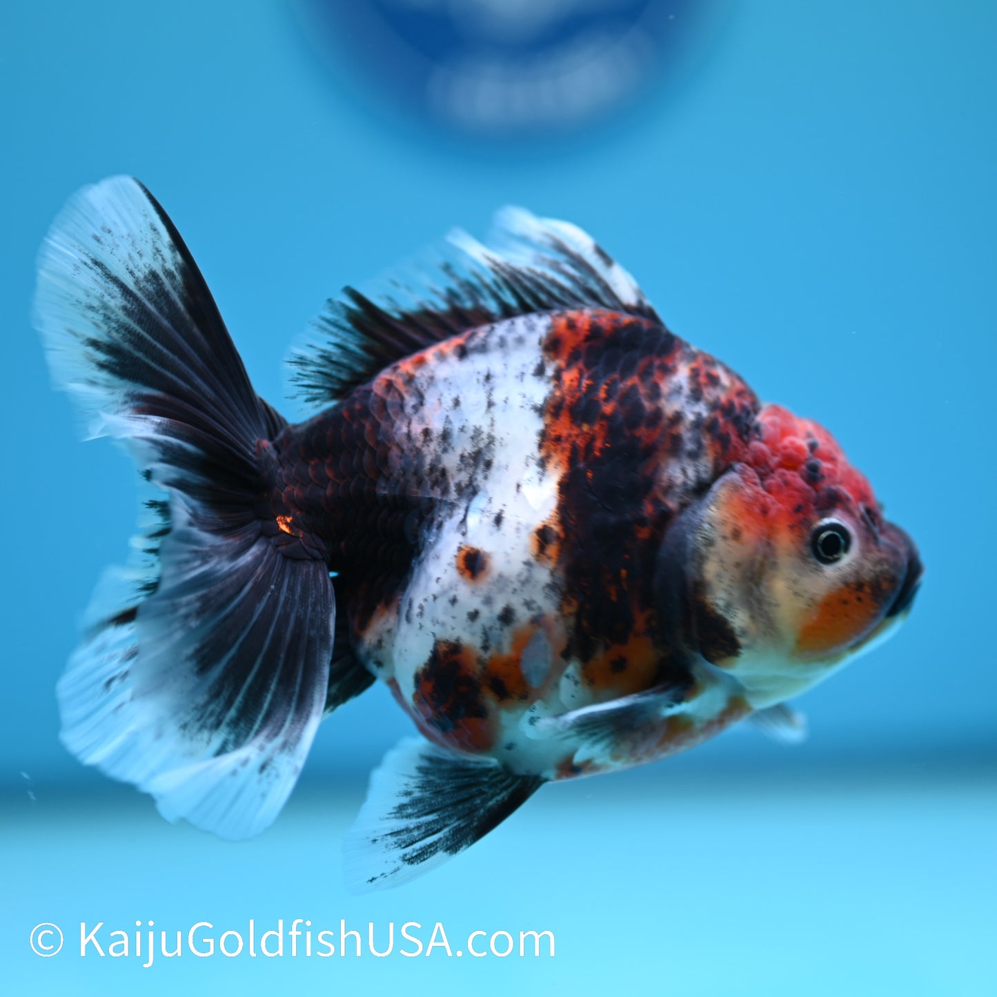 Calico Rose Tail Oranda 4.5 inches (240405_OR14) - Kaiju Goldfish USA