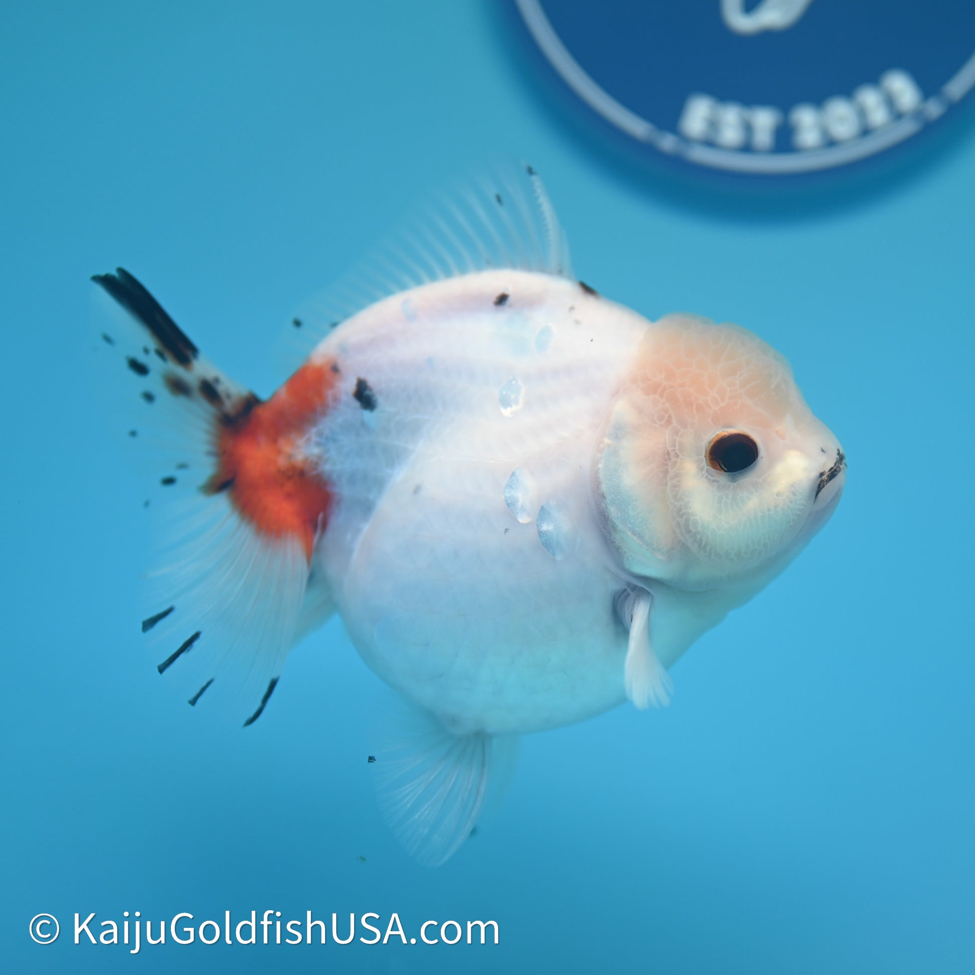 Shogun Godzilla Calico Oranda 3.75in Body (240614_OR14) - Kaiju Goldfish USA