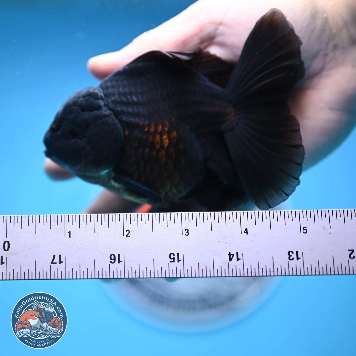 Jet Black Rose Tail Oranda 4.5 inches - Female (241129_OR14) - Kaiju Goldfish USA