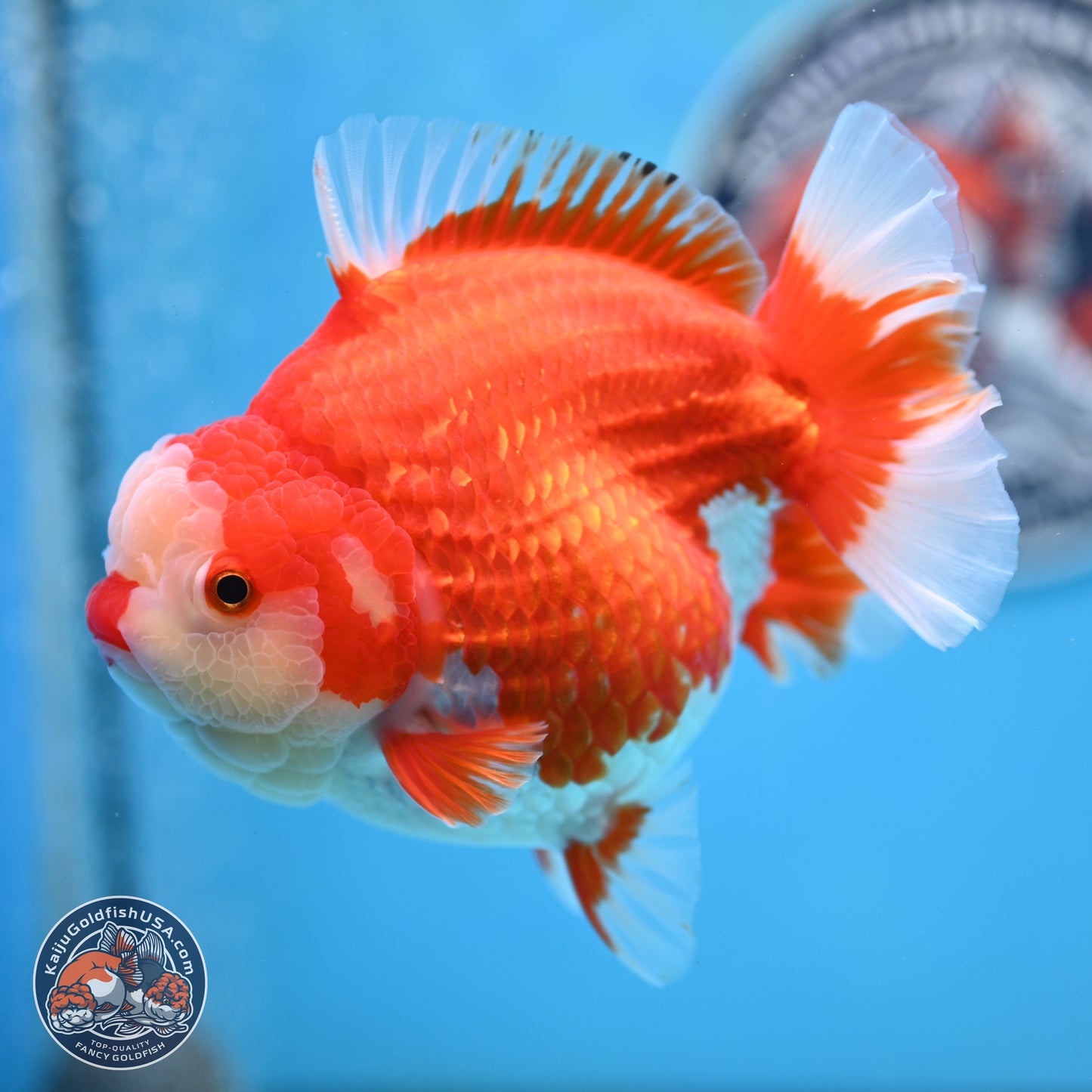 Jumbo Red White YuanBao Oranda 5 inches Body - Female (250214_OR14)