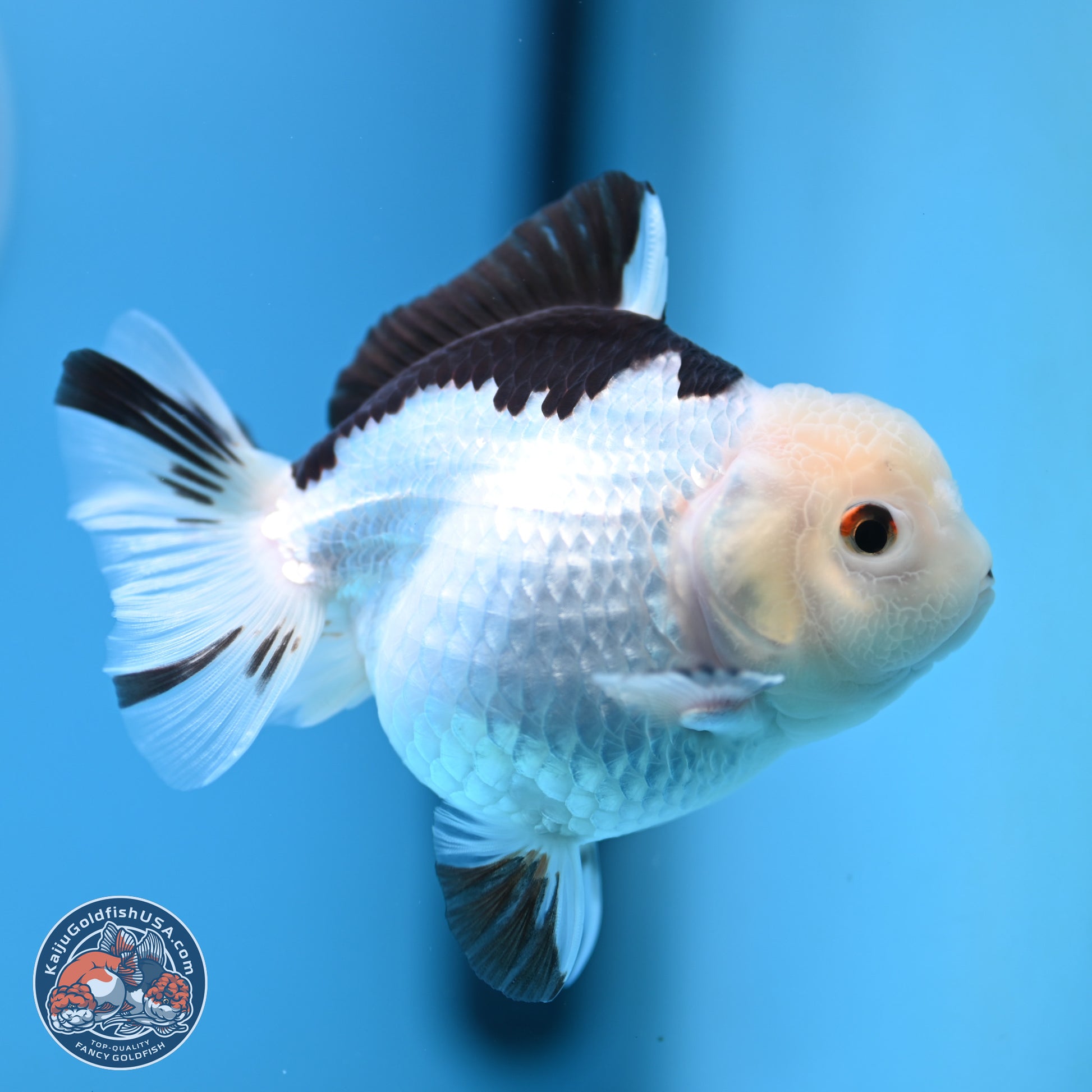 Panda Oranda 3.5-4.5 inches (240913_OR14) - Kaiju Goldfish USA