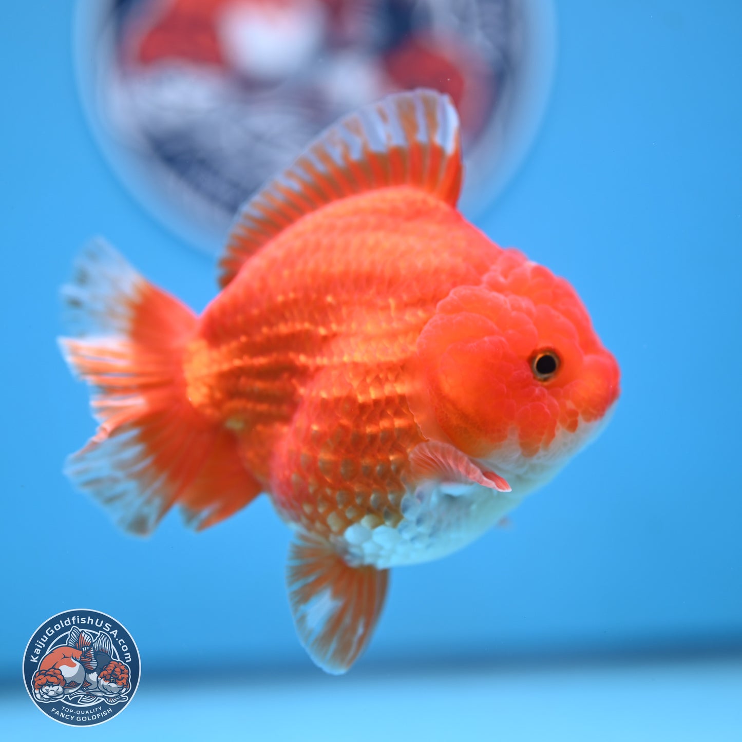 Red White YuanBao Oranda 3.5 inches Body - Female (250103_OR14) - Kaiju Goldfish USA