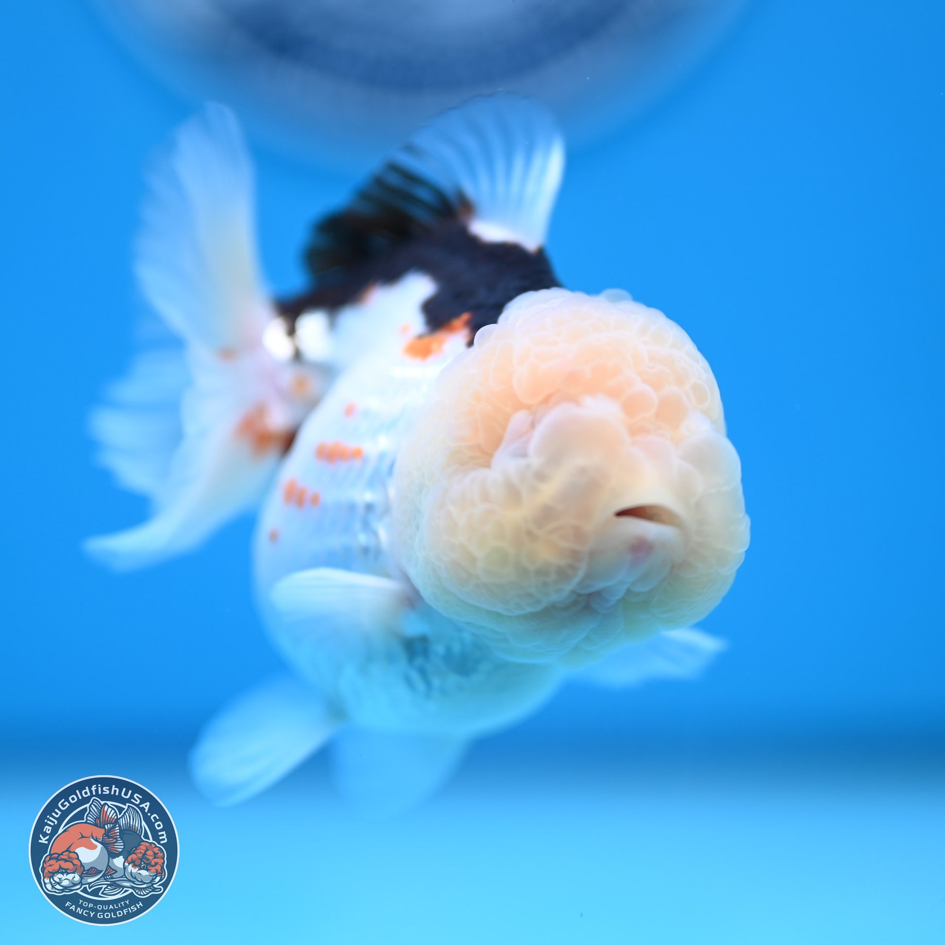 Tricolor Oranda 3.5-4.5 inches (241004_OR14) - Kaiju Goldfish USA