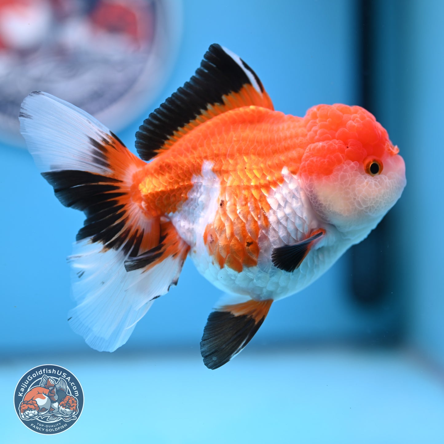 Tricolor Rose Tail Oranda 5 inches (241025_OR14) - Kaiju Goldfish USA