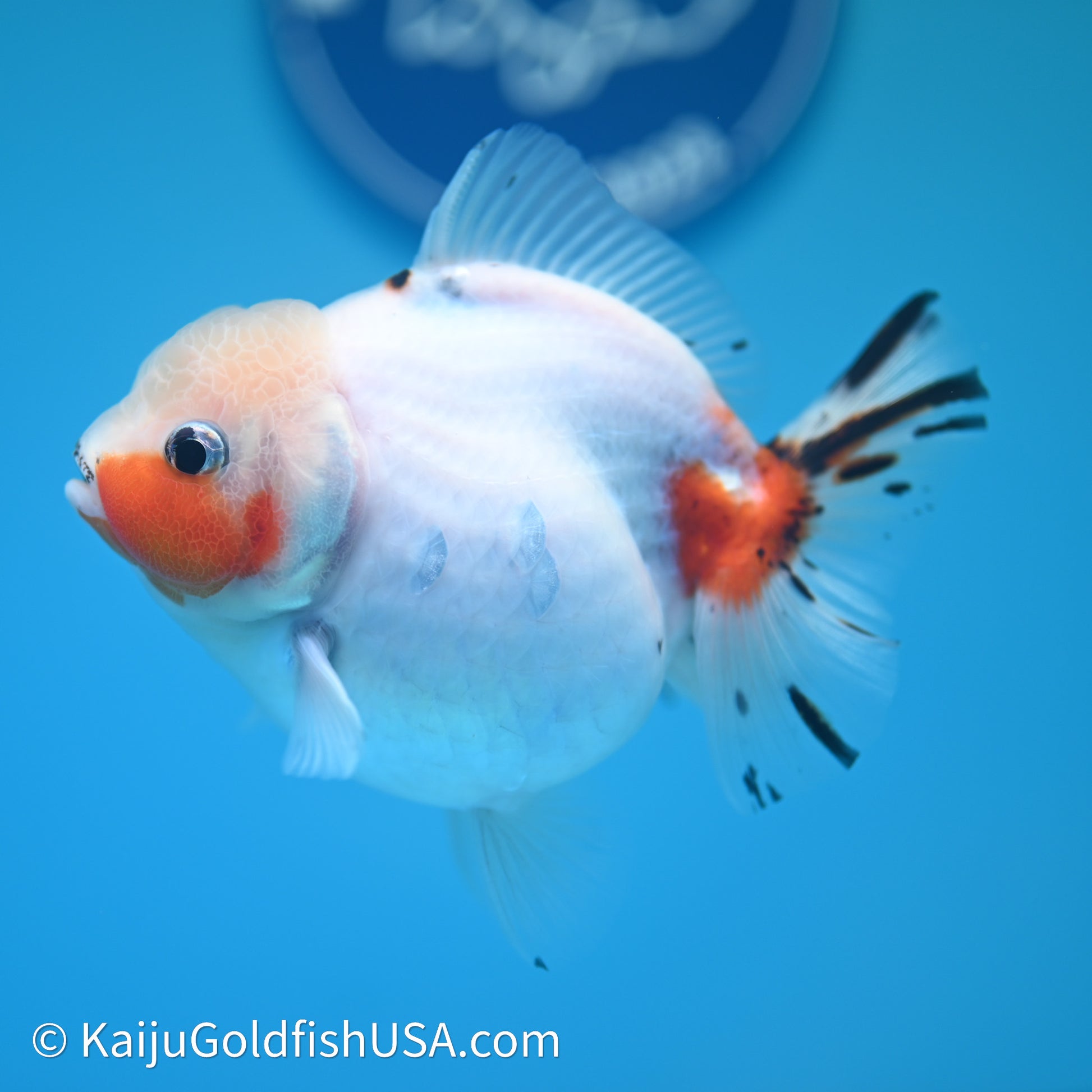 Shogun Godzilla Calico Oranda 3.75in Body (240614_OR14) - Kaiju Goldfish USA