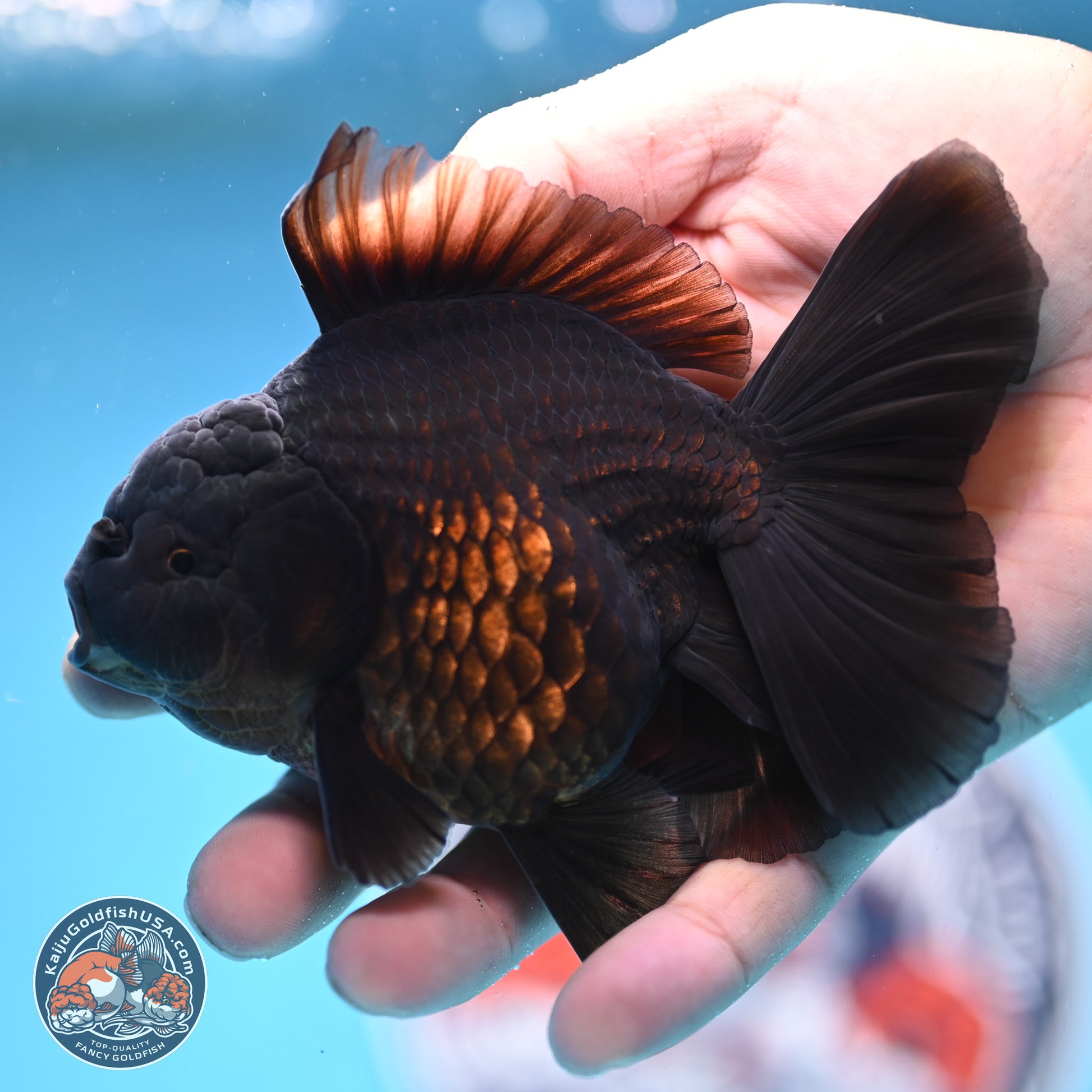 Jet Black Rose Tail Oranda 4.5 inches - Female (241129_OR14) - Kaiju Goldfish USA