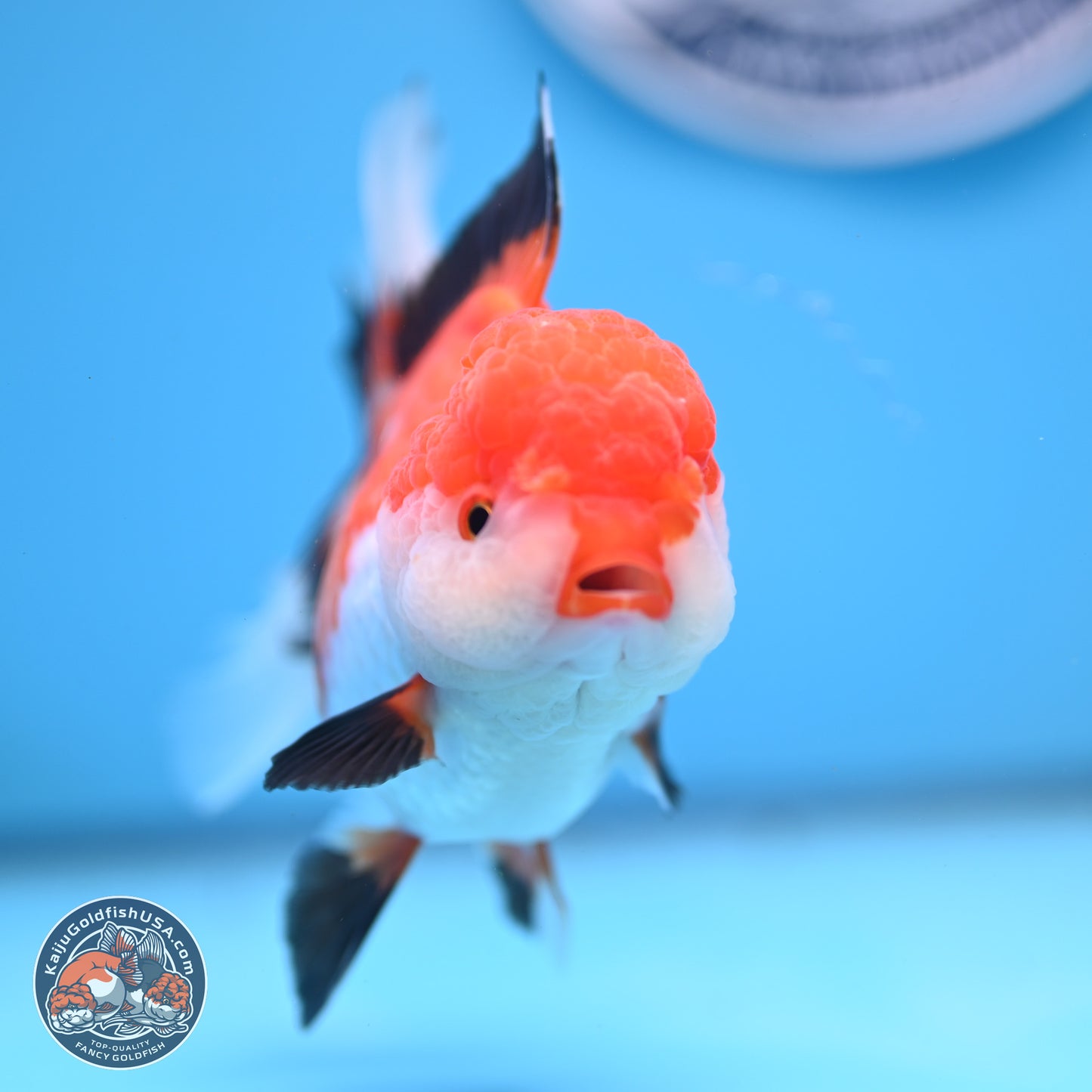 Tricolor Rose Tail Oranda 5 inches (241025_OR14) - Kaiju Goldfish USA