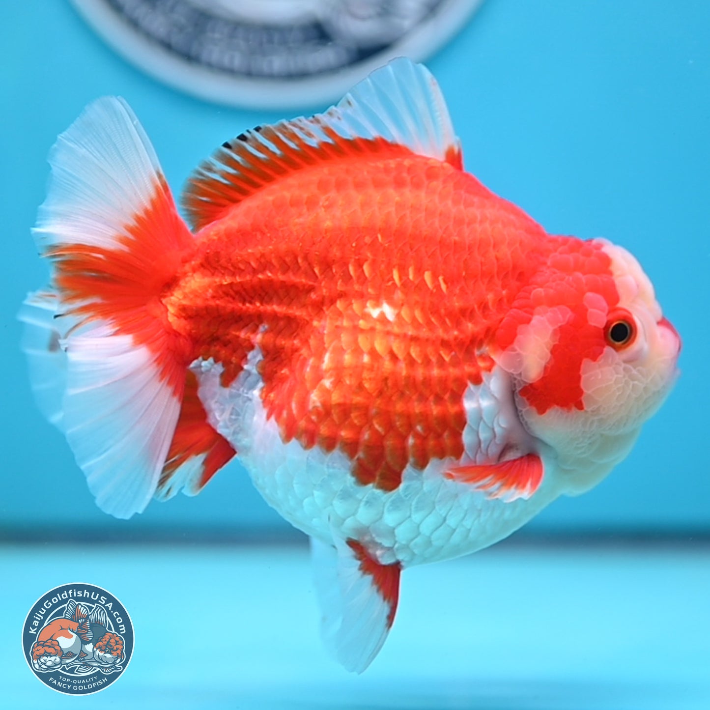 Jumbo Red White YuanBao Oranda 5 inches Body - Female (250214_OR14)